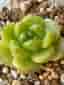 Succulent plant - Echeveria Malgan