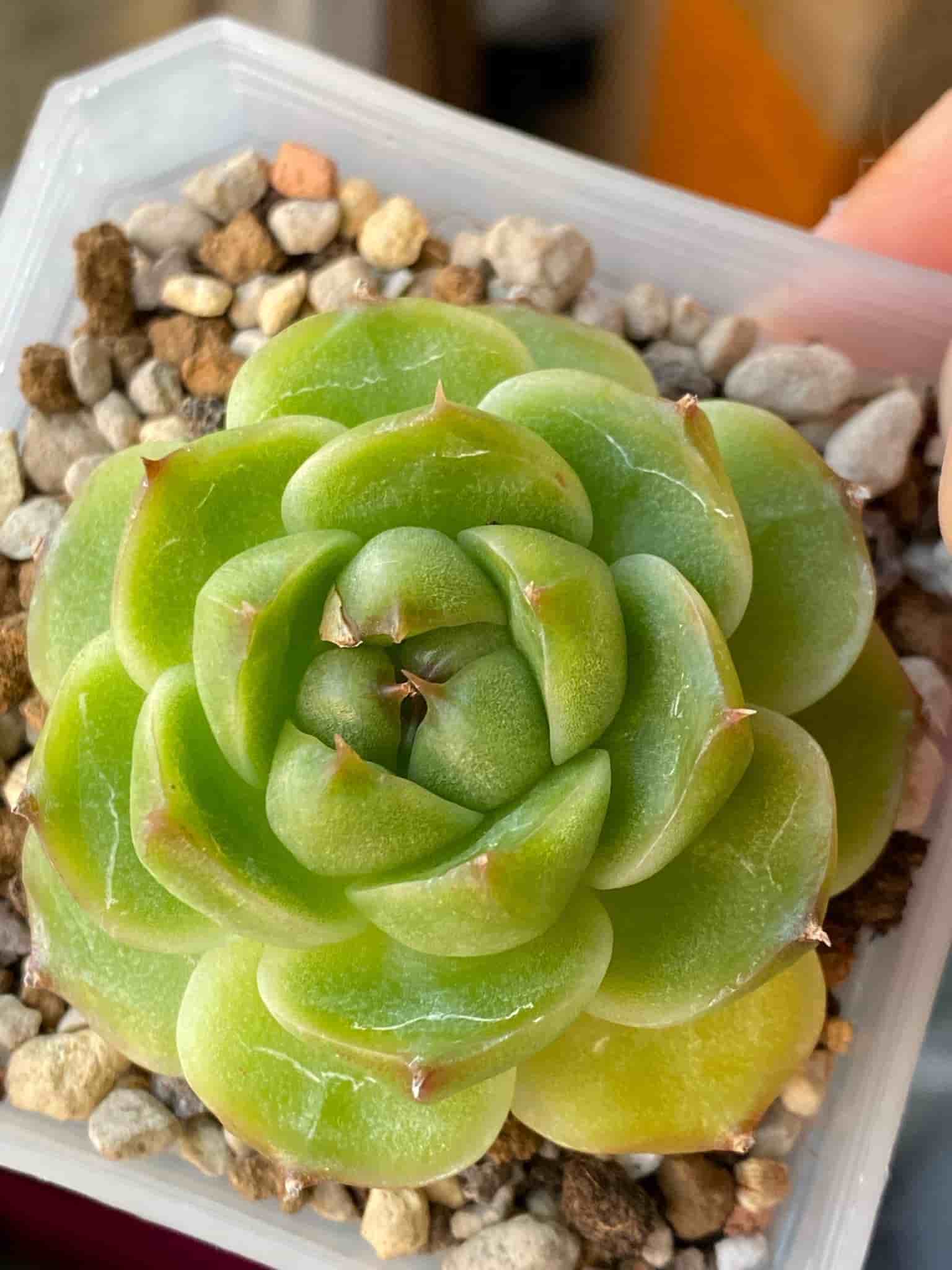 Succulent plant - Echeveria Malgan