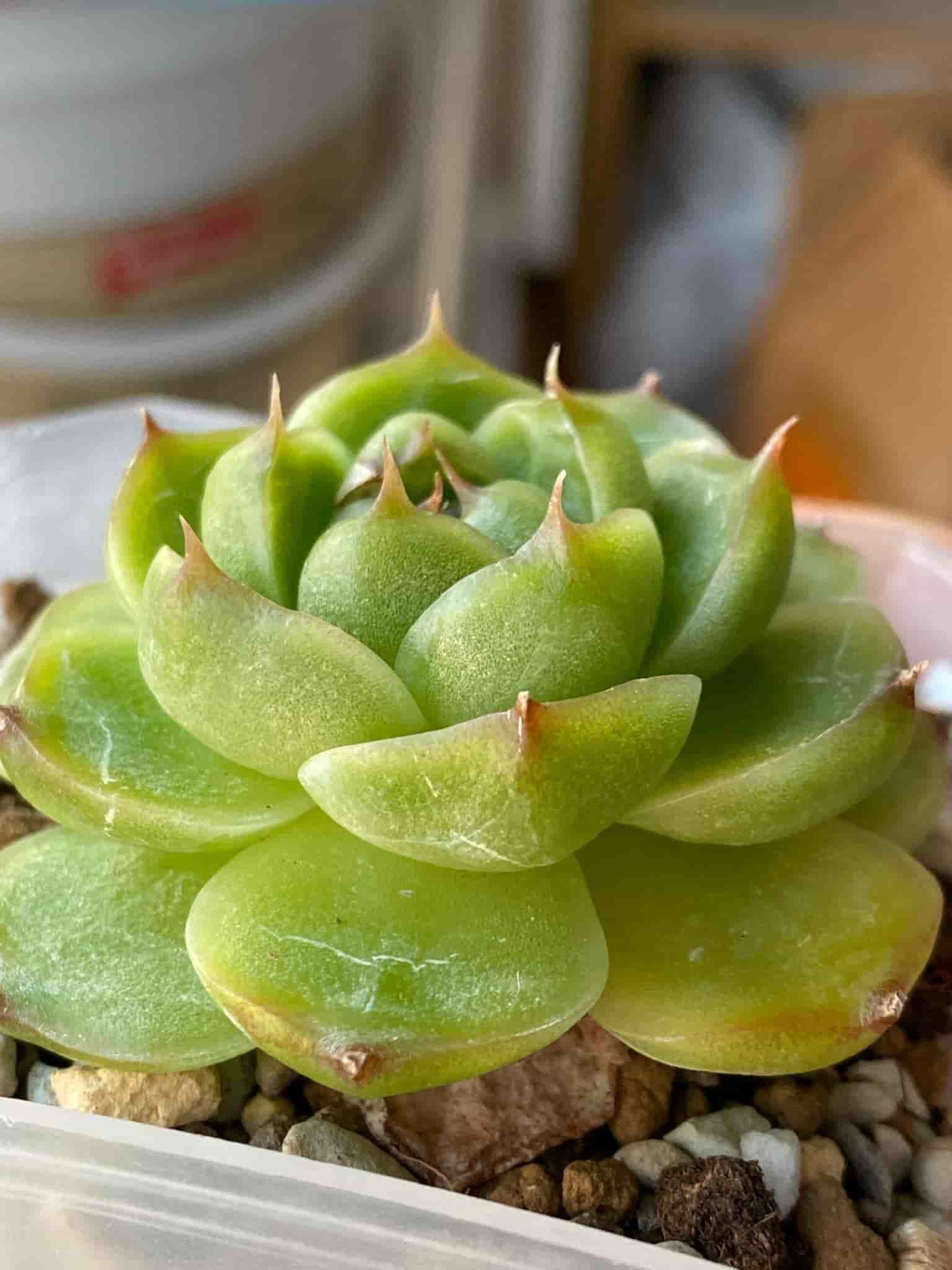 Succulent plant - Echeveria Malgan