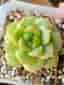 Succulent plant - Echeveria Malgan