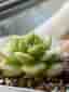 Succulent plant - Echeveria Malgan