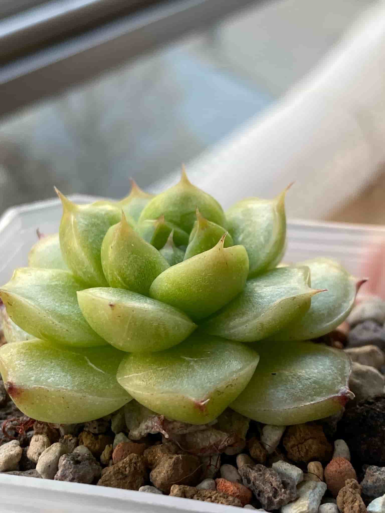 Succulent plant - Echeveria Malgan