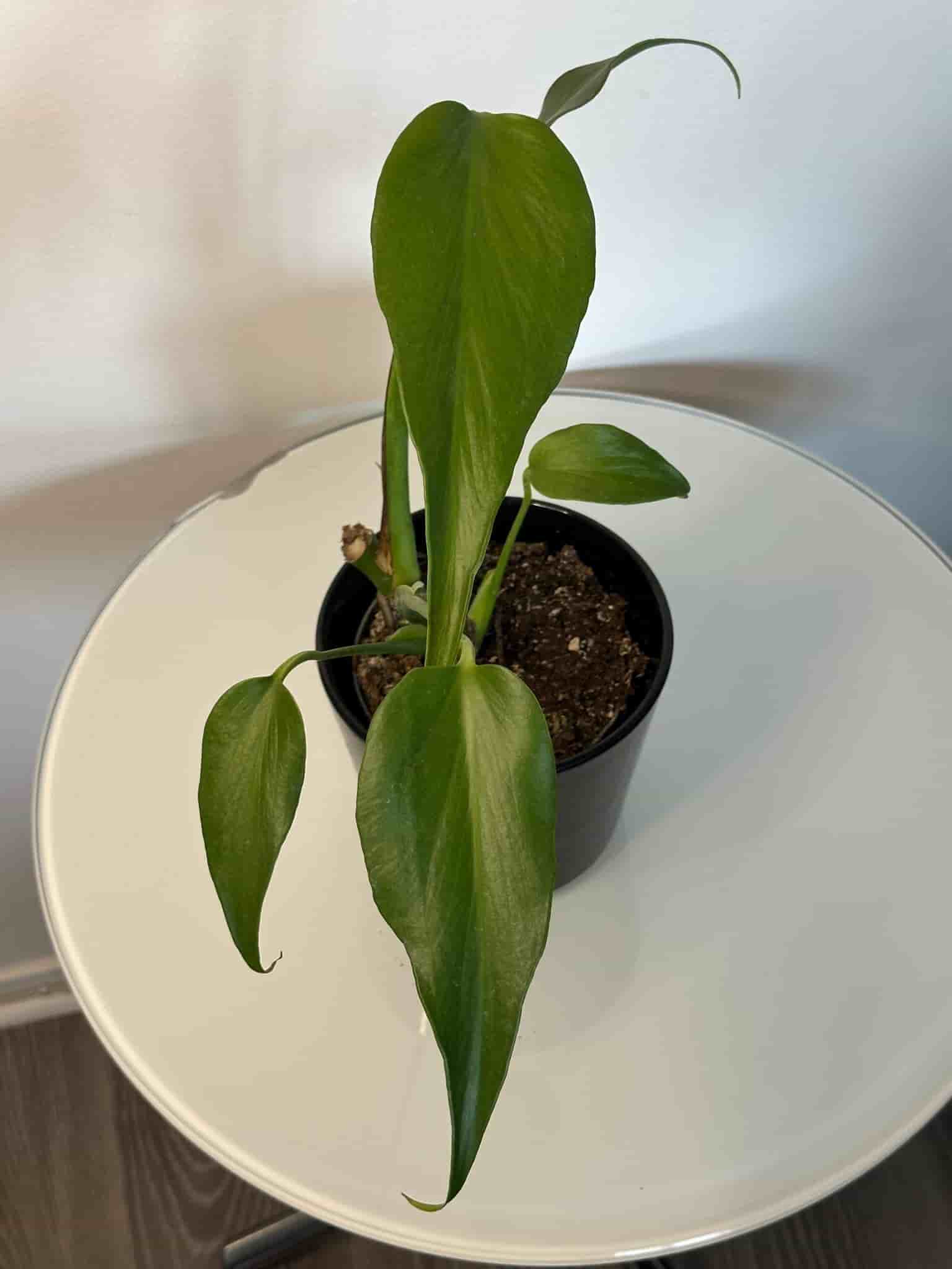 Monstera burle Marx flame