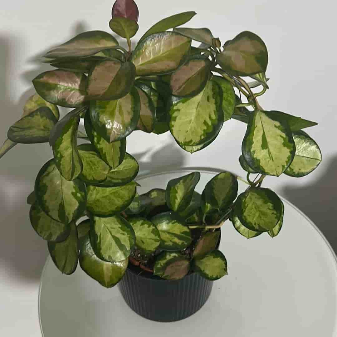Hoya Austrakis lisa
