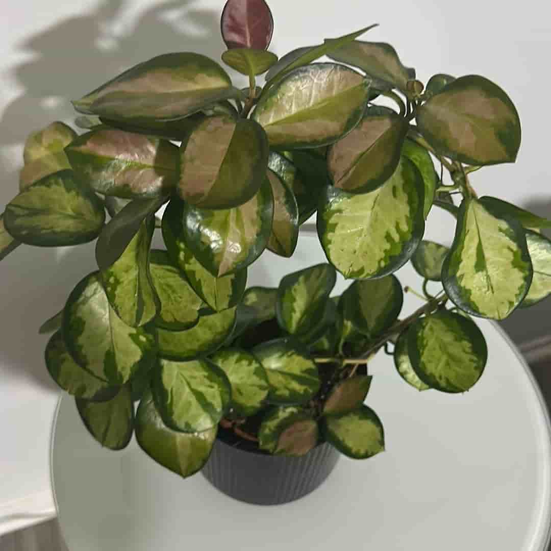 Hoya Austrakis lisa