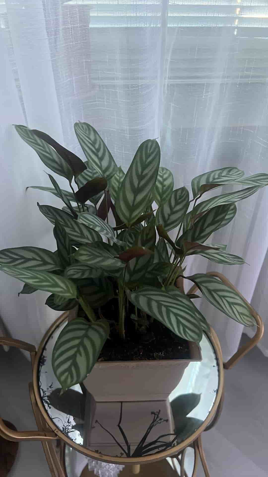 Calathea 'Freddie' krukväxt
