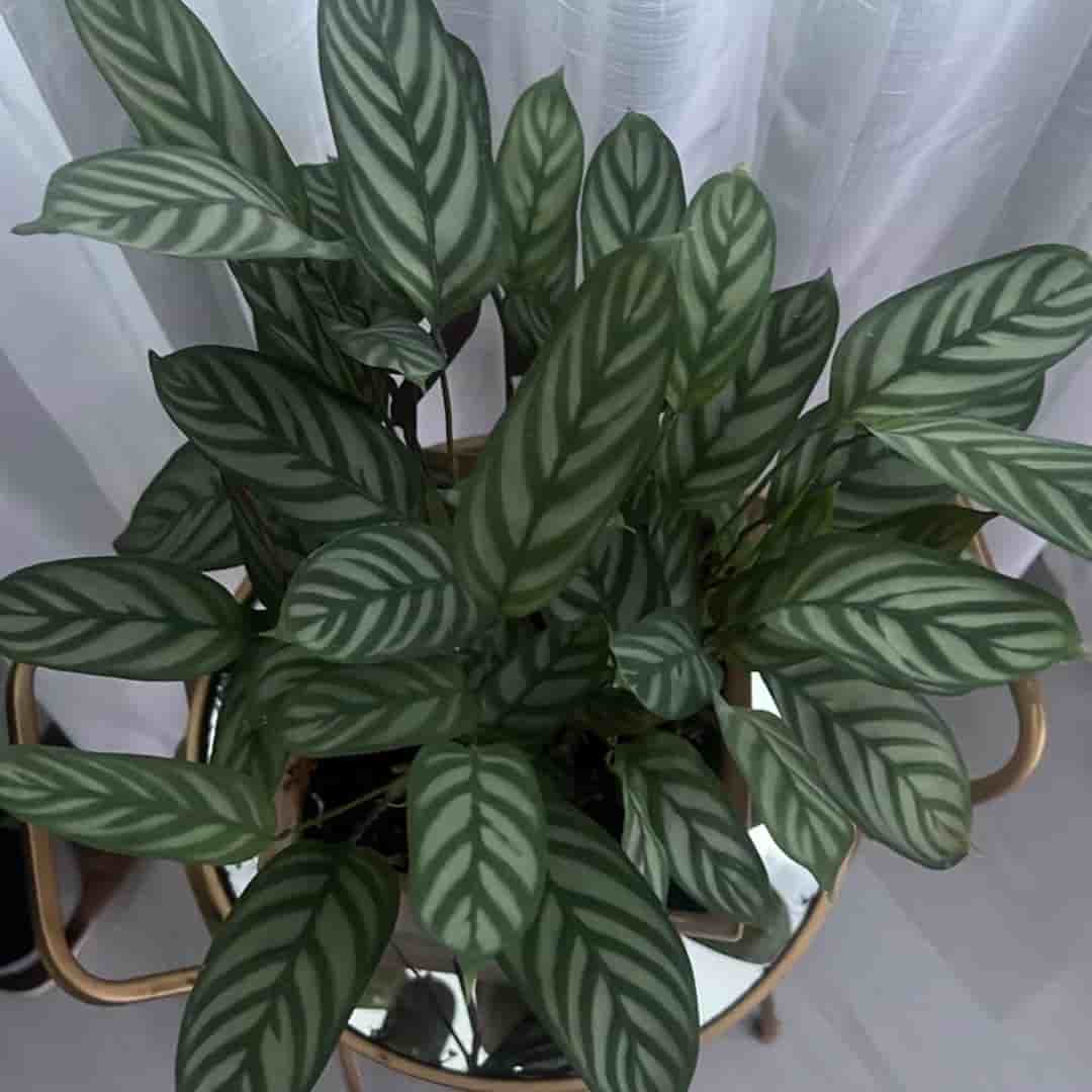 Calathea 'Freddie' krukväxt