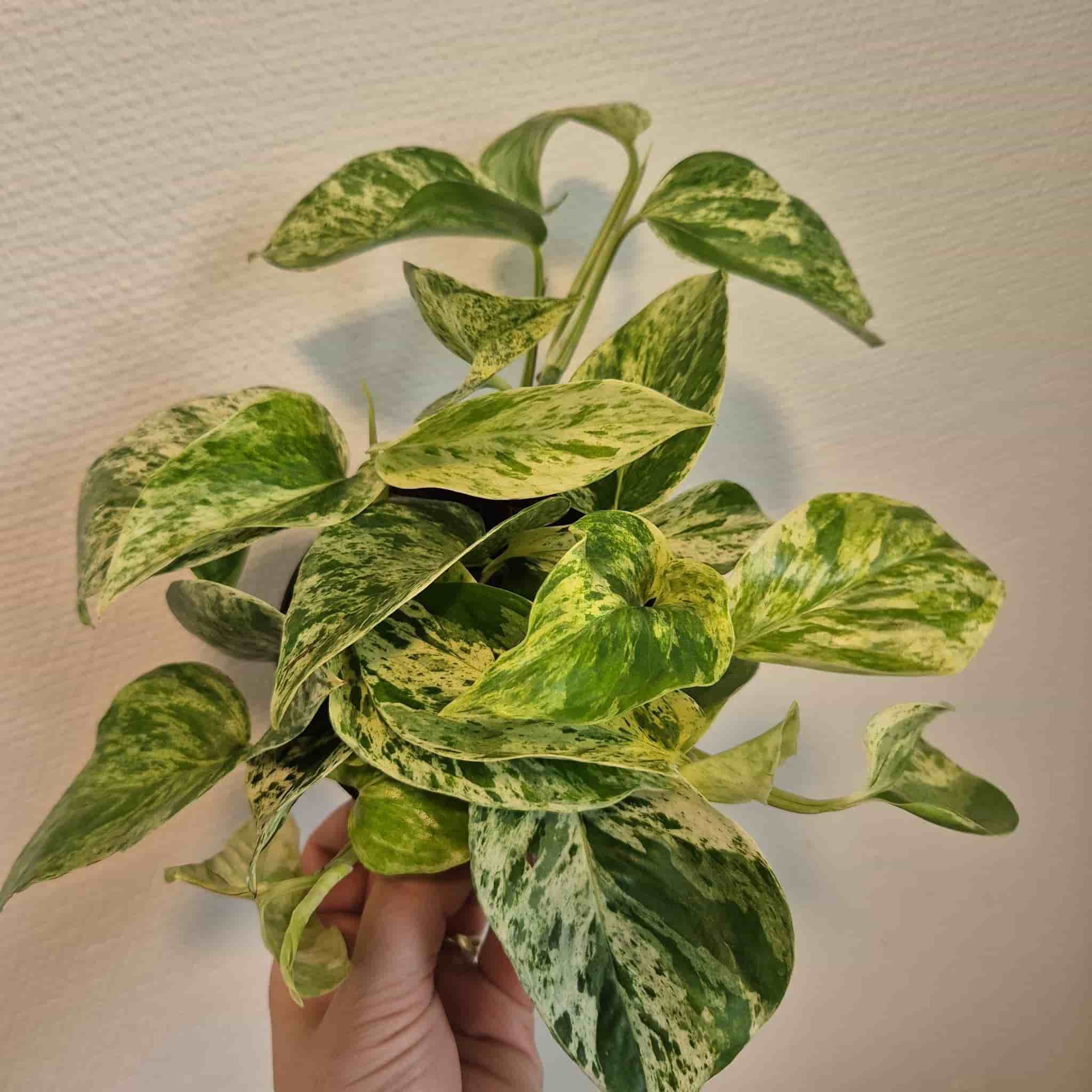 Gullranka 'Marble Queen'