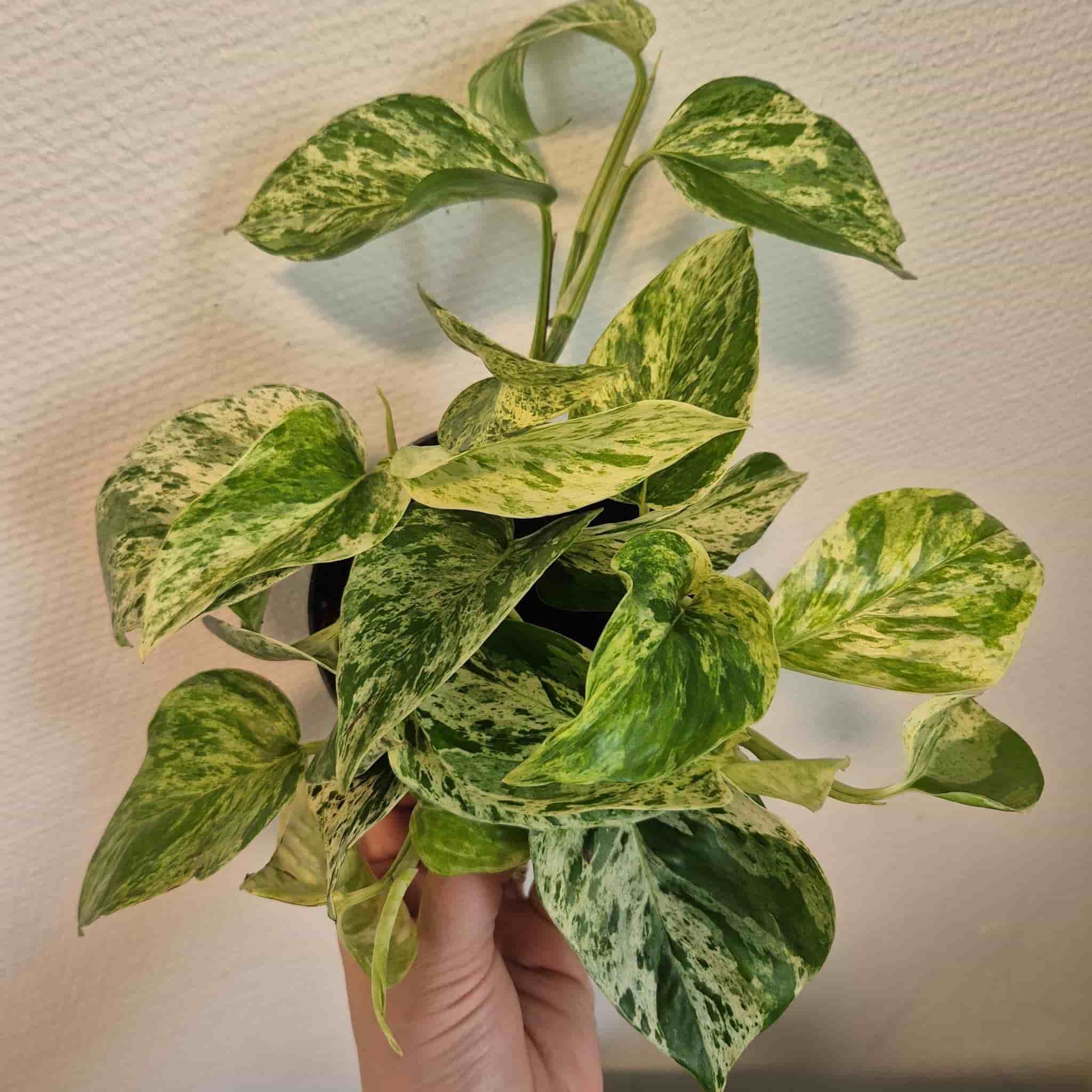 Gullranka 'Marble Queen'