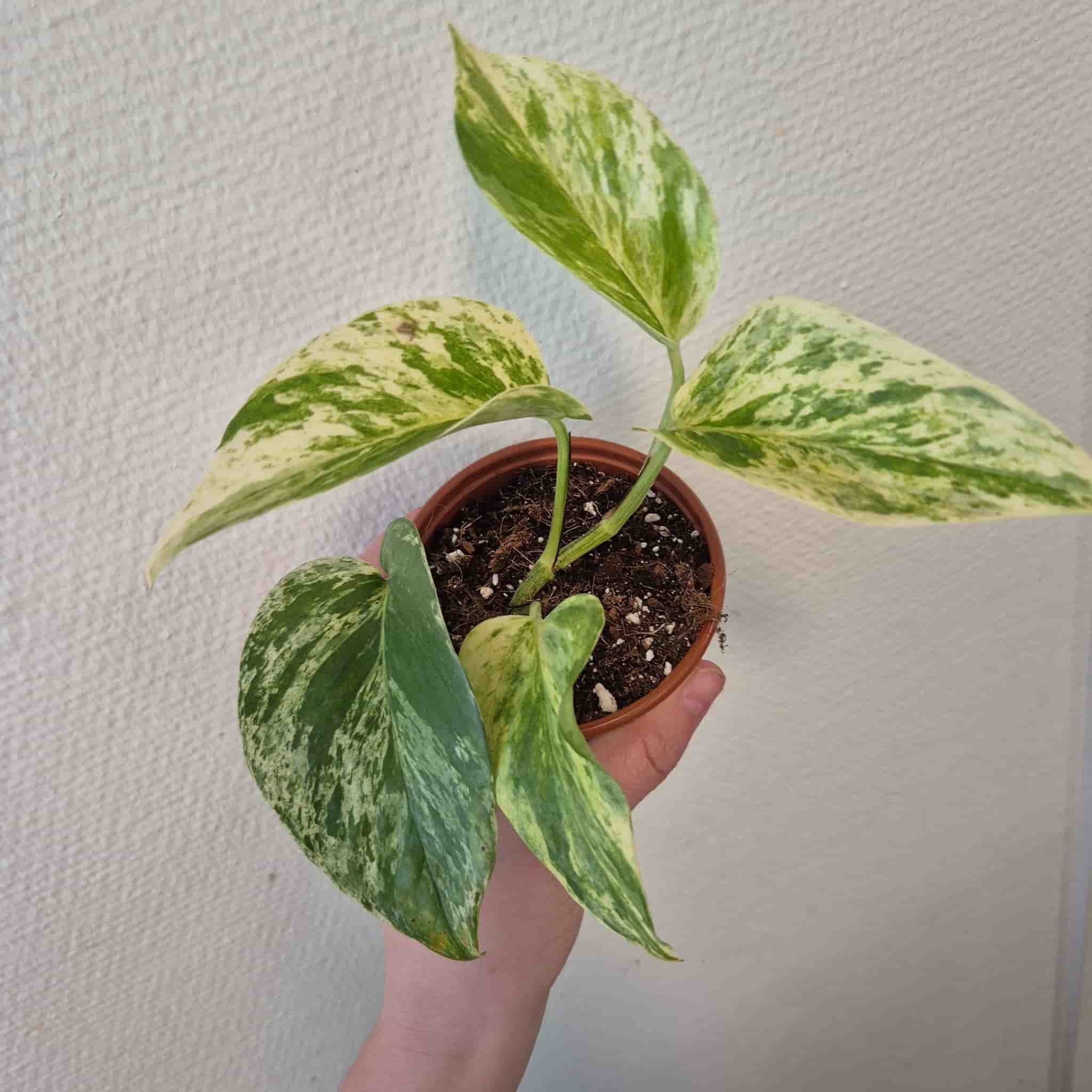 Gullranka 'Marble Queen'