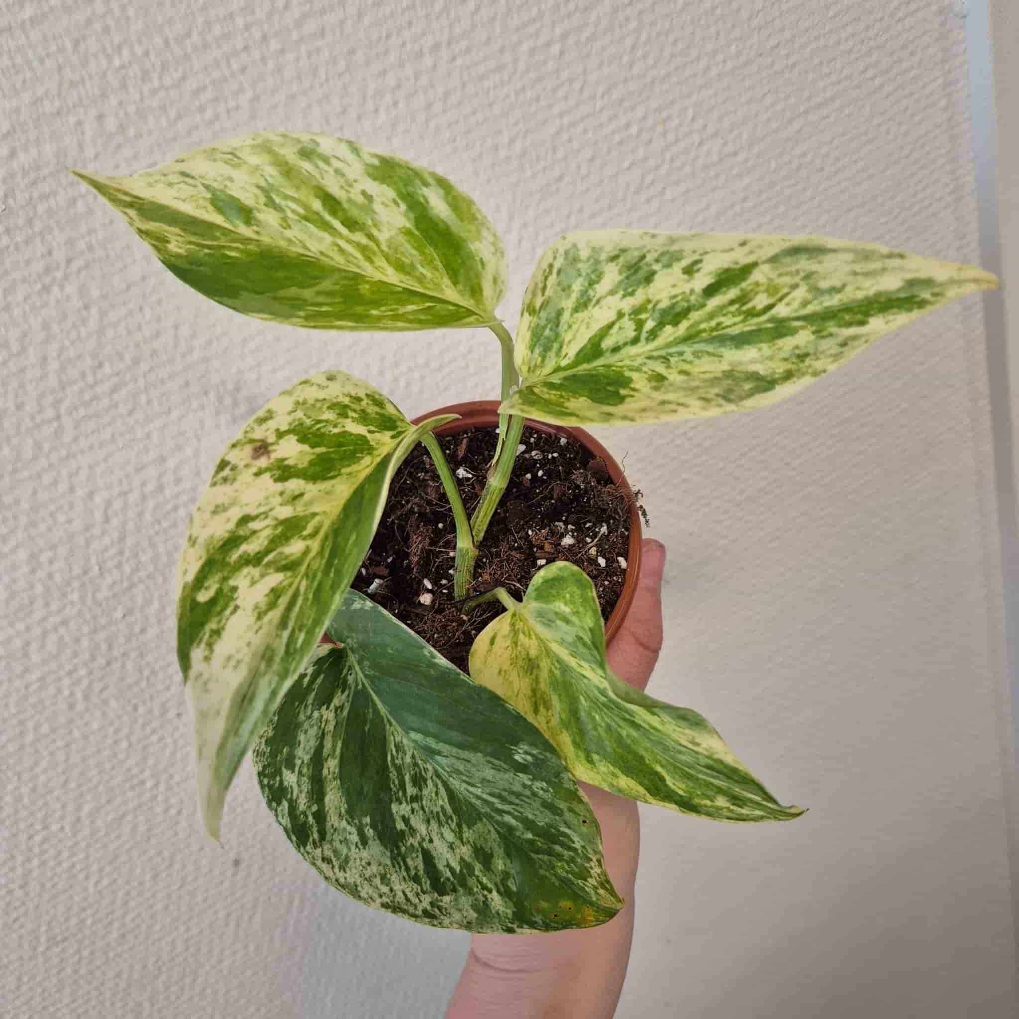 Gullranka 'Marble Queen'