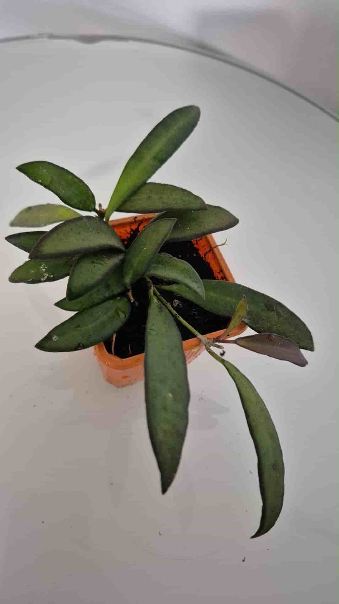 Hoya rosita