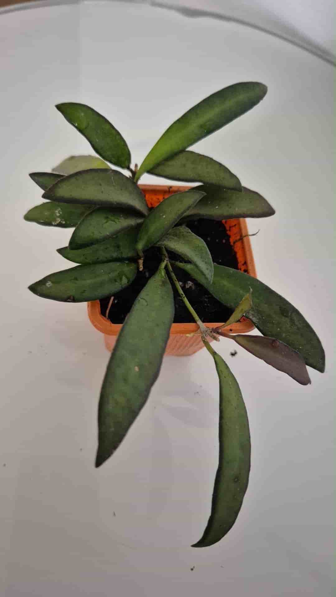 Hoya rosita