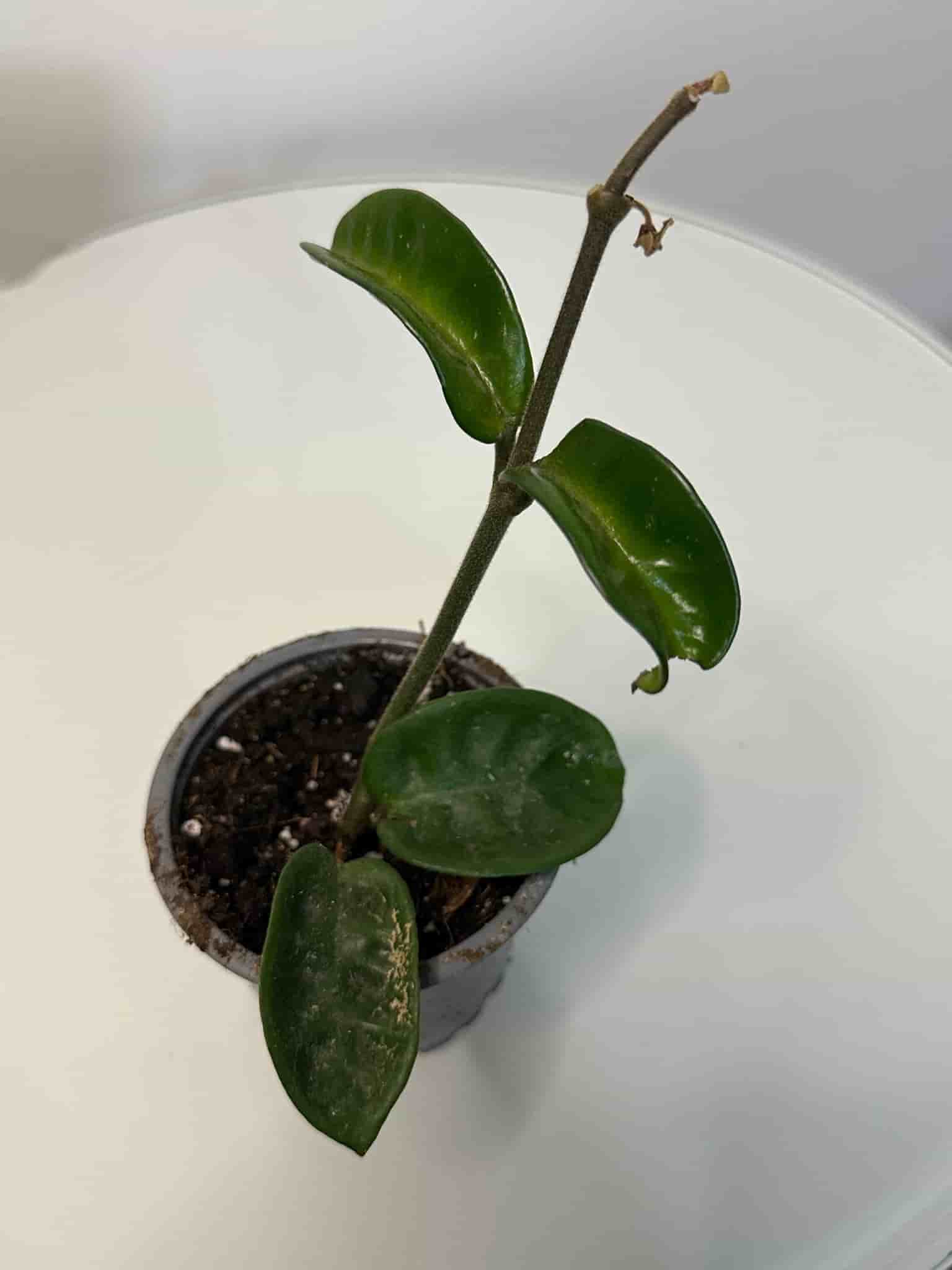 Hoya krinkle
