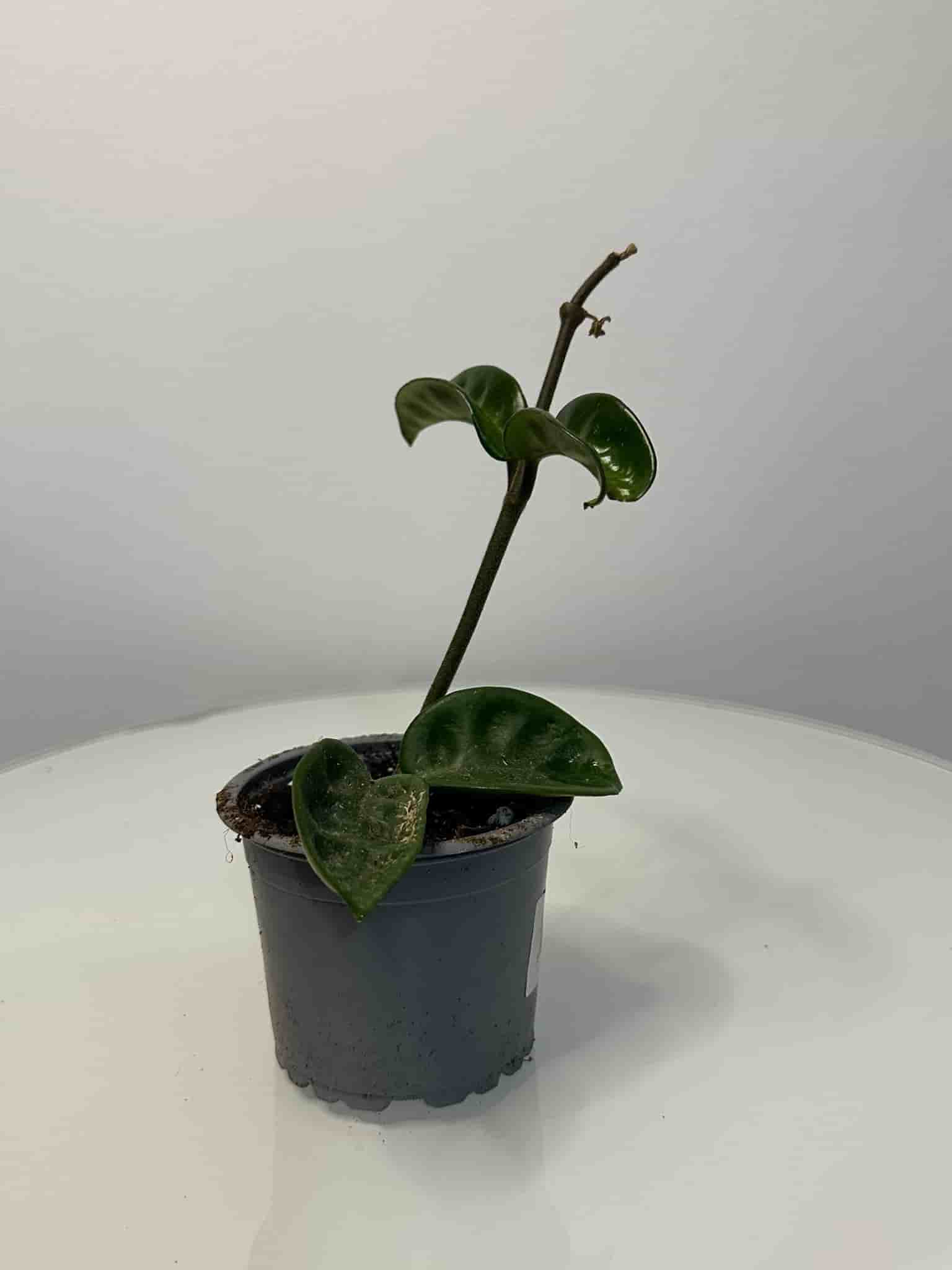 Hoya krinkle