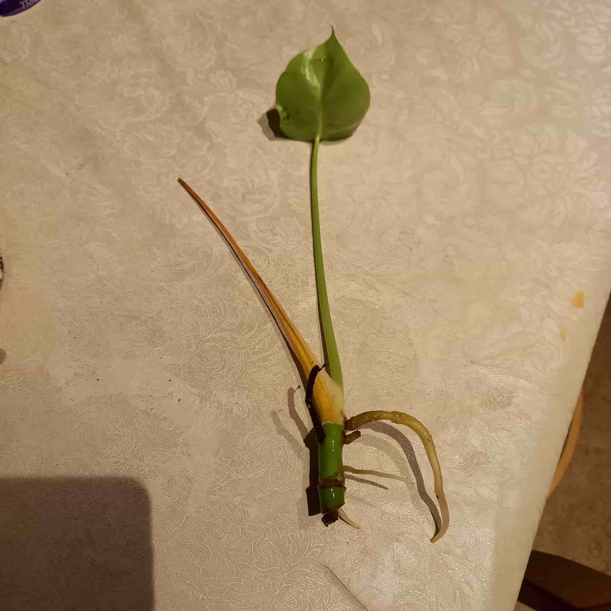 Monstera stickling