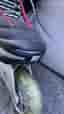 Rullskridskor Inlines Crazy Creek, storlek 42 ABEC7 Speed Wheels ++