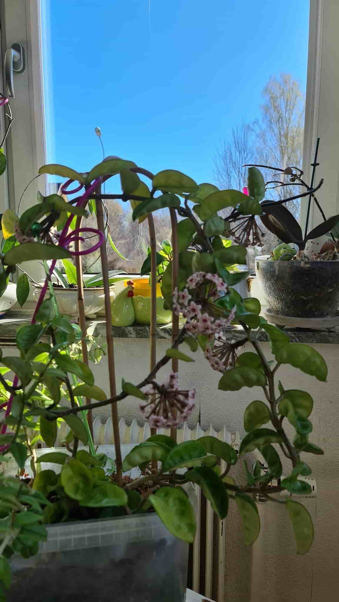Hoya Carnosa Krinkel 8 stor planta - Porslinsblomma