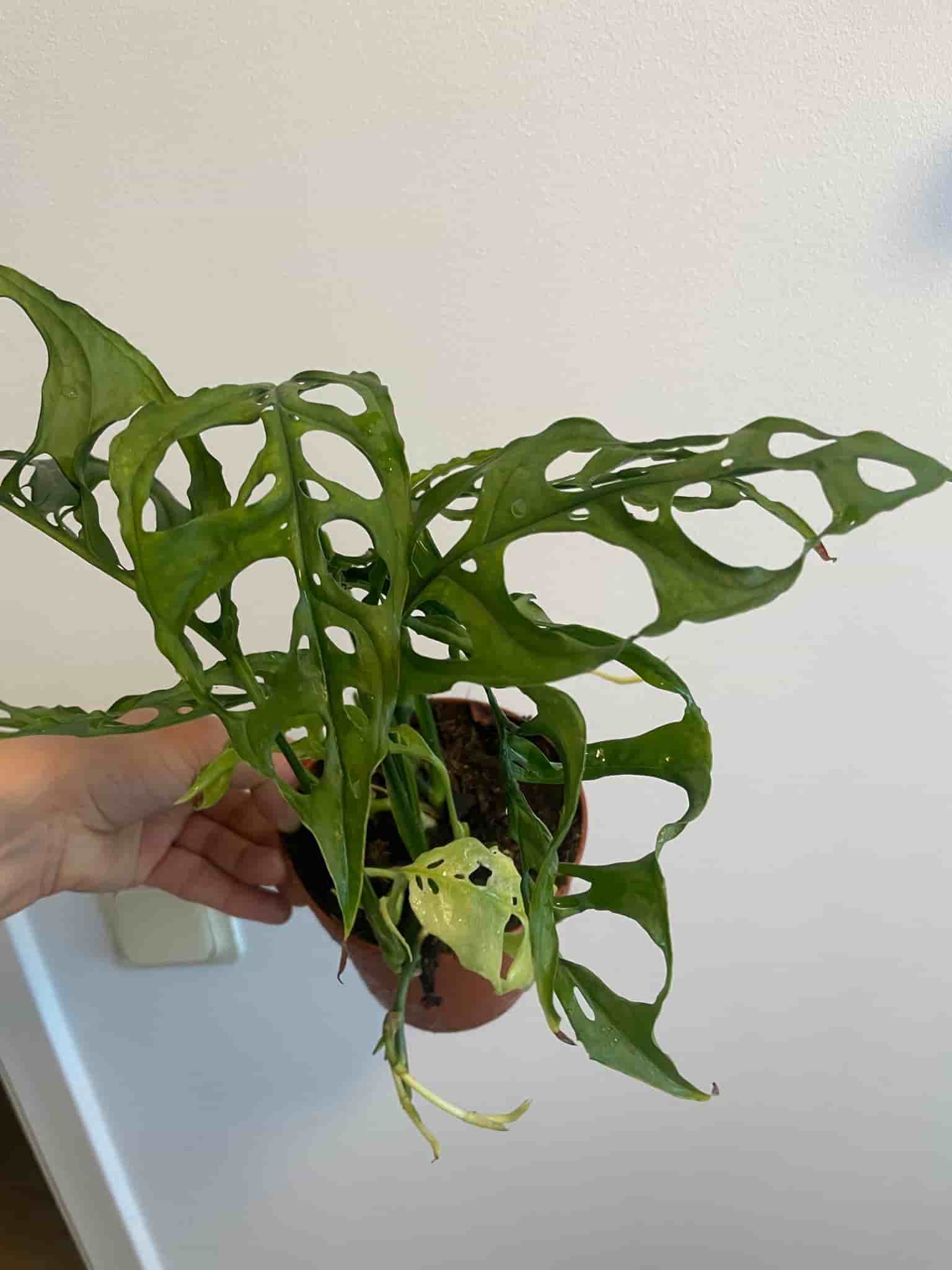 Monstera obliqua peru
