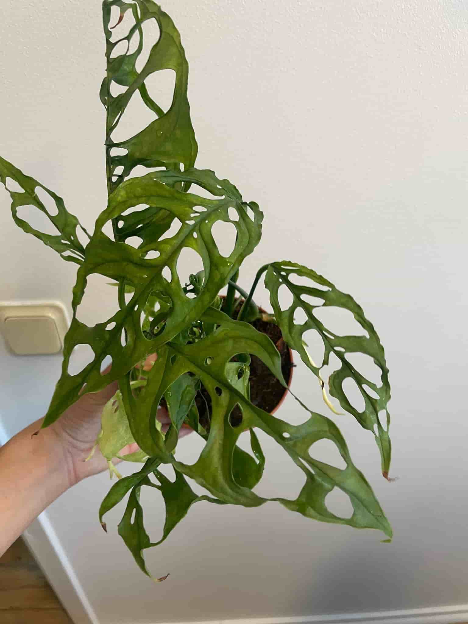 Monstera obliqua peru