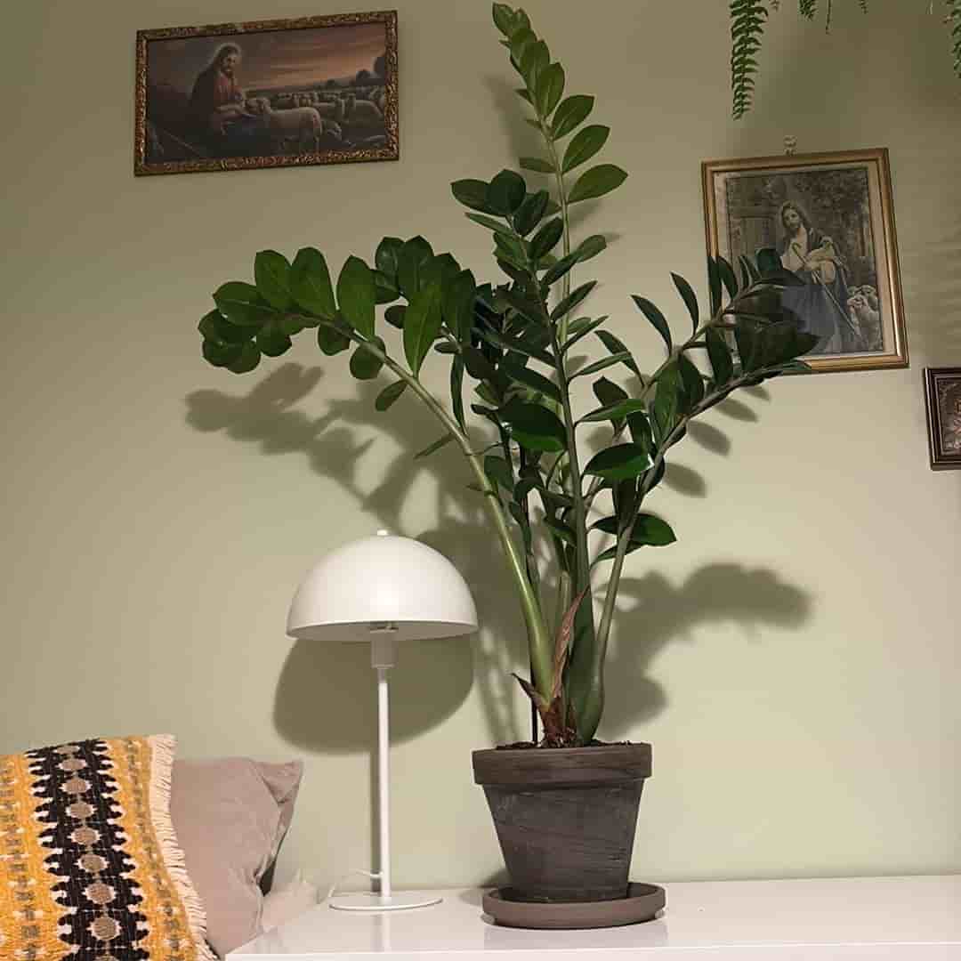 Max 120 cm lång - Mellanstor garderobsblomma inkl. kruka!