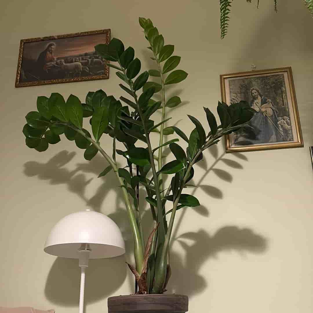 Max 120 cm lång - Mellanstor garderobsblomma inkl. kruka!