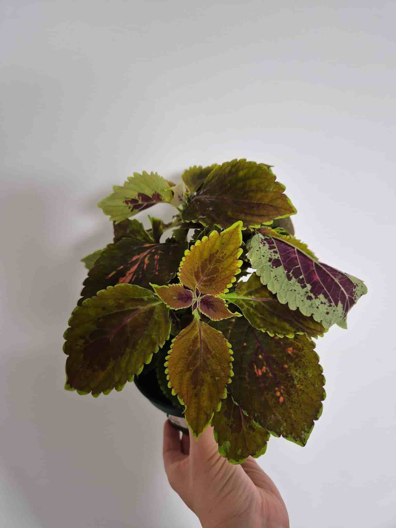 Palettblad - Coleus