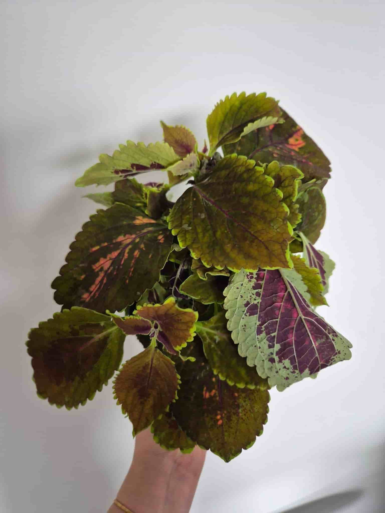 Palettblad - Coleus