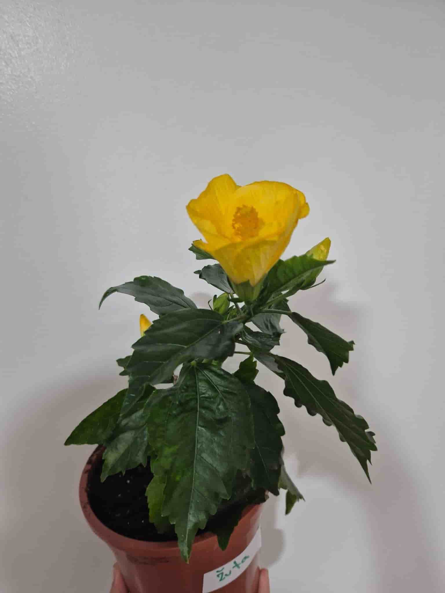 Hibiskus, gul blomma