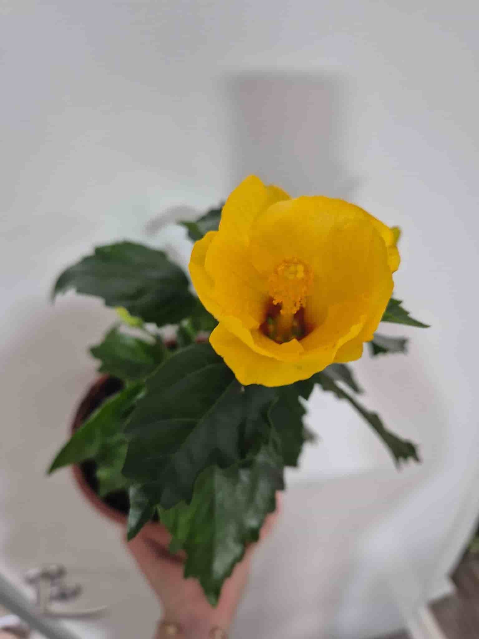 Hibiskus, gul blomma