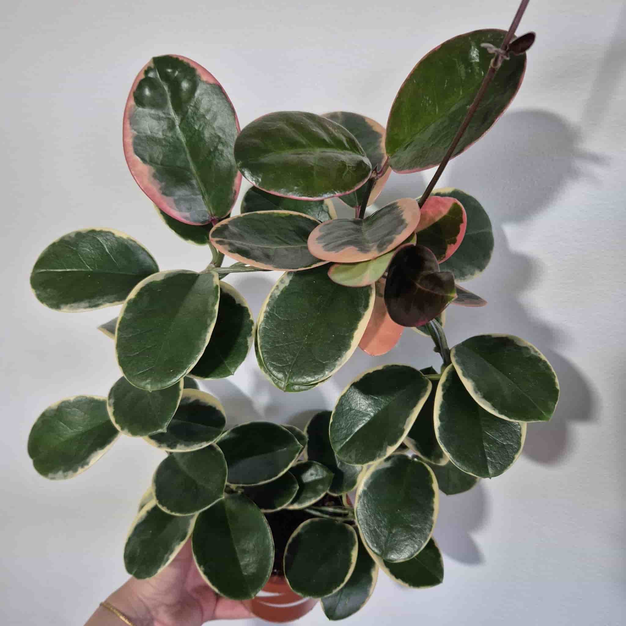 Hoya Carnosa krukväxt