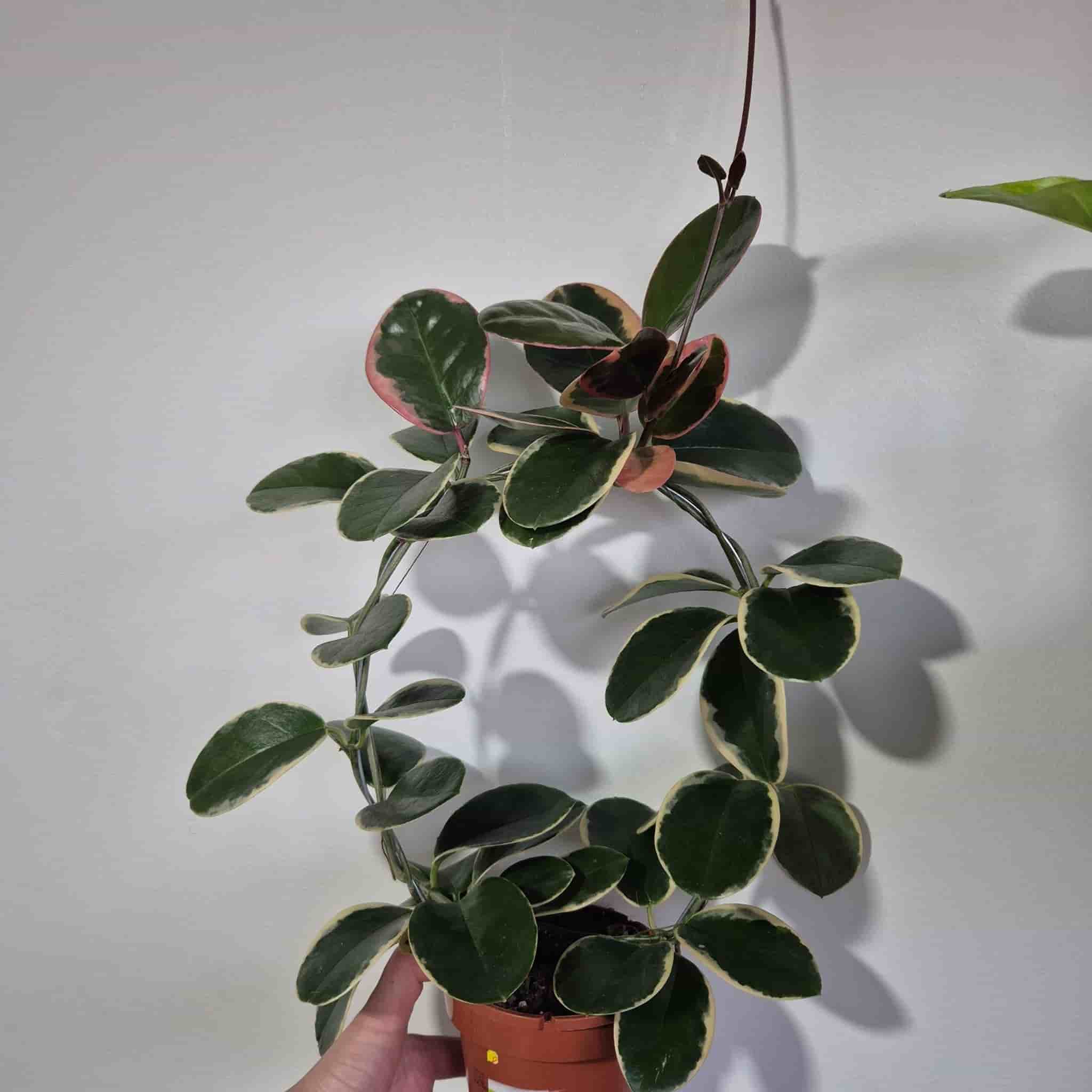 Hoya Carnosa krukväxt