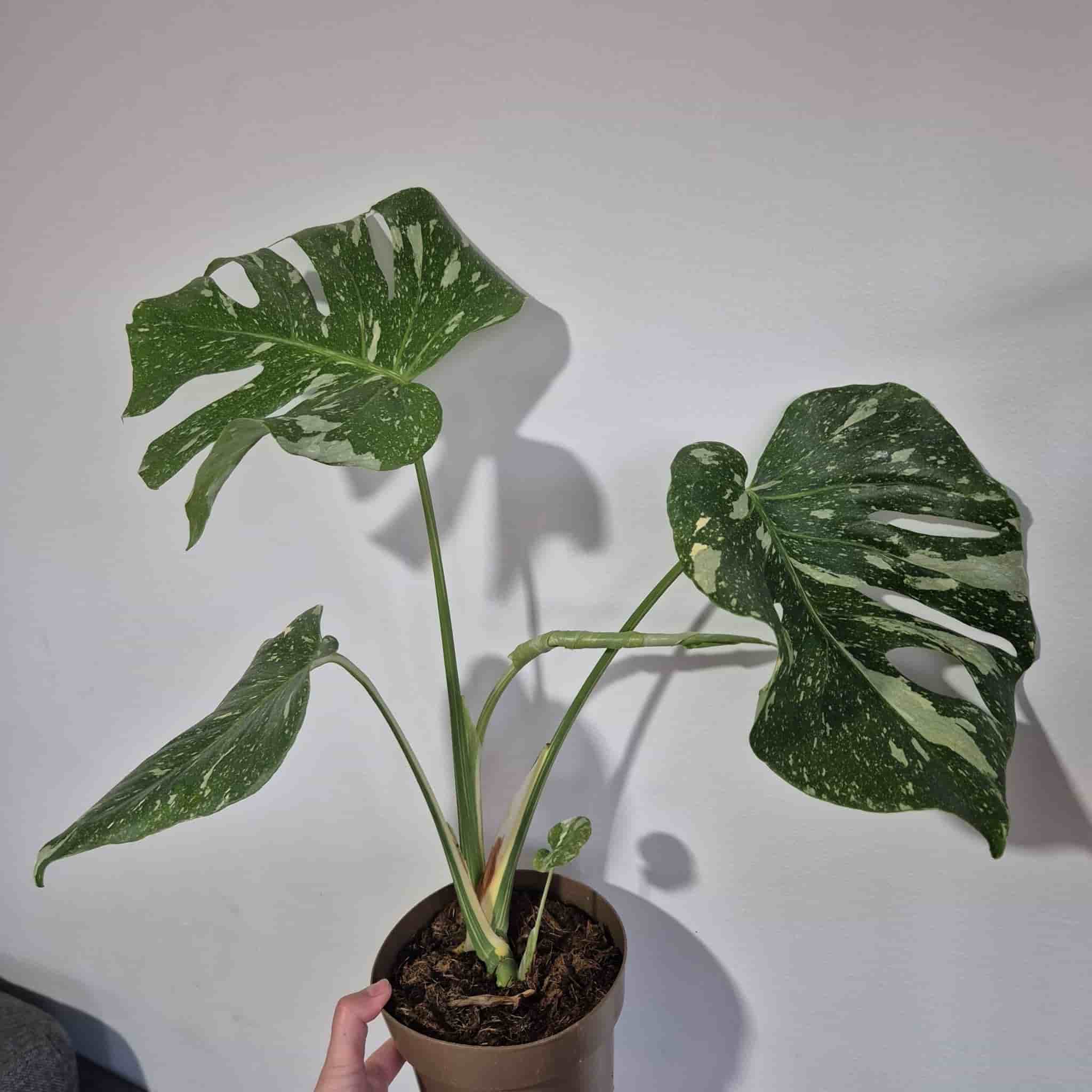 Monstera Thai Constellation