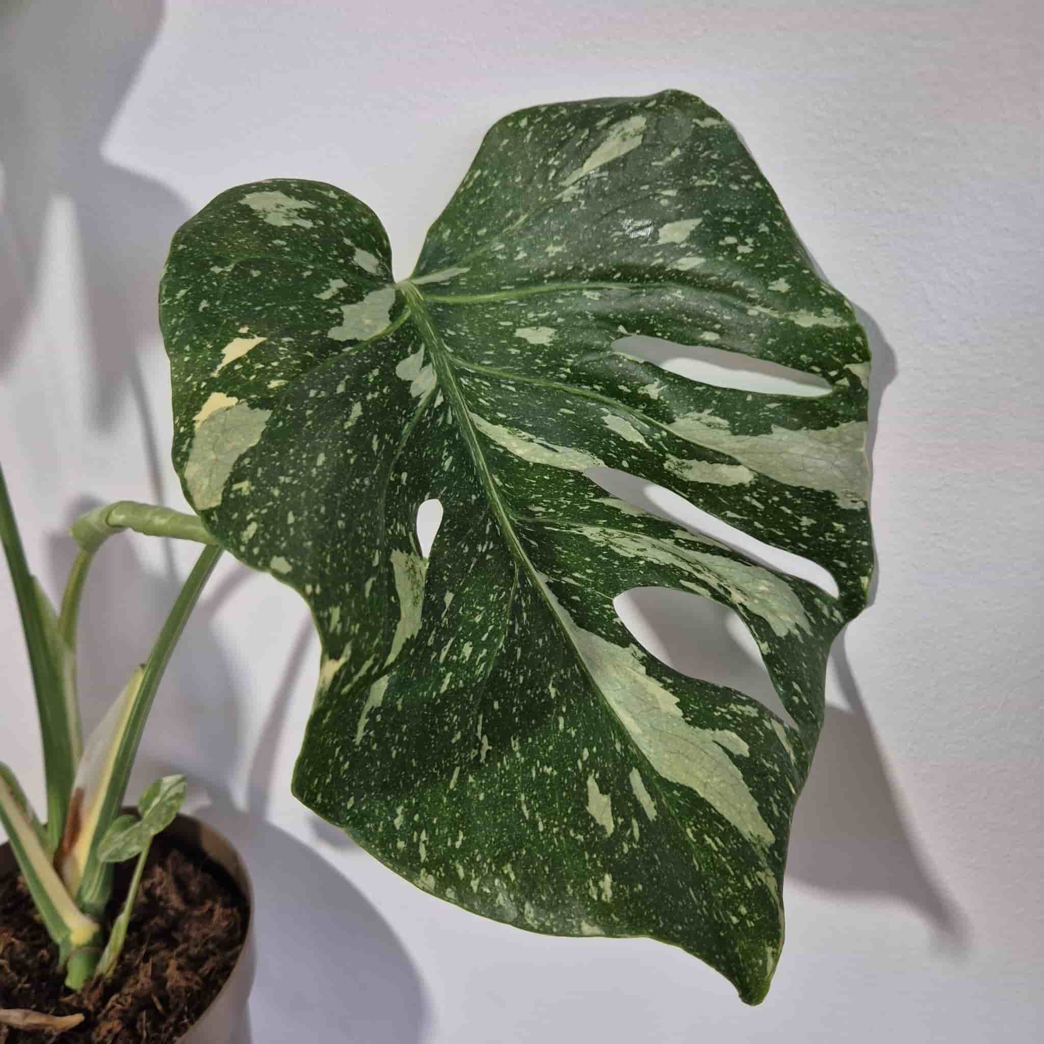 Monstera Thai Constellation