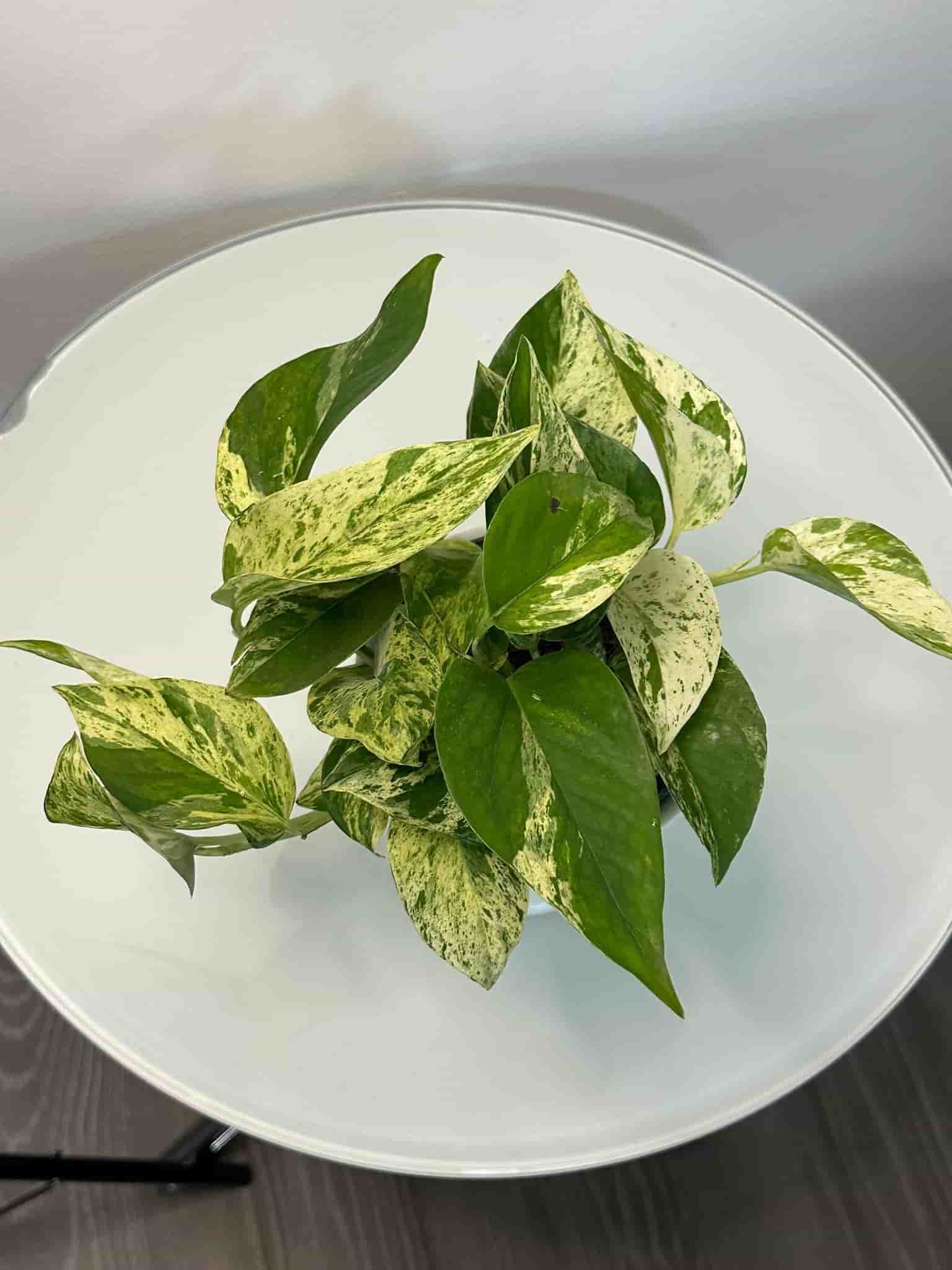 Gullranka Marble Queen
