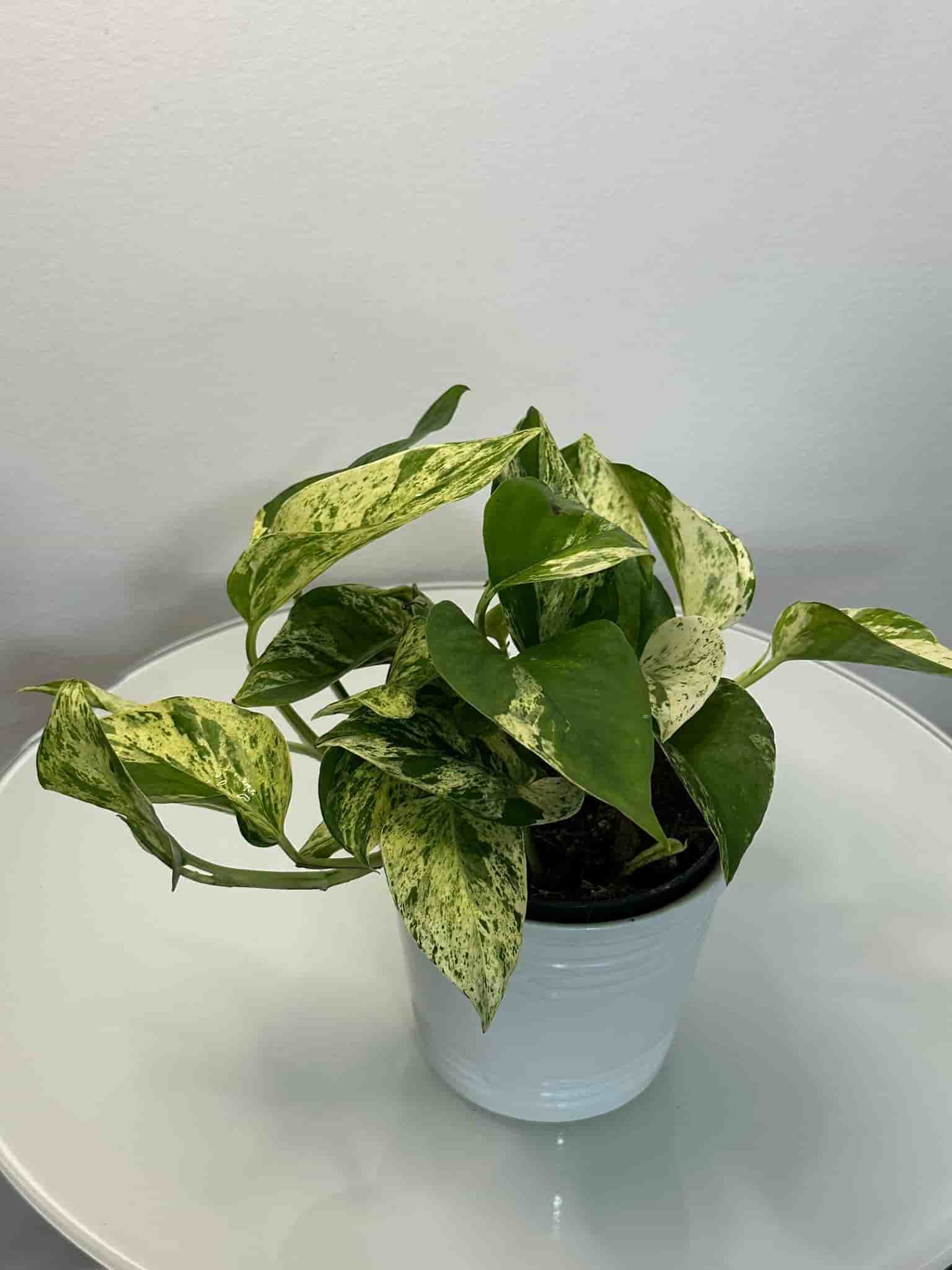 Gullranka Marble Queen