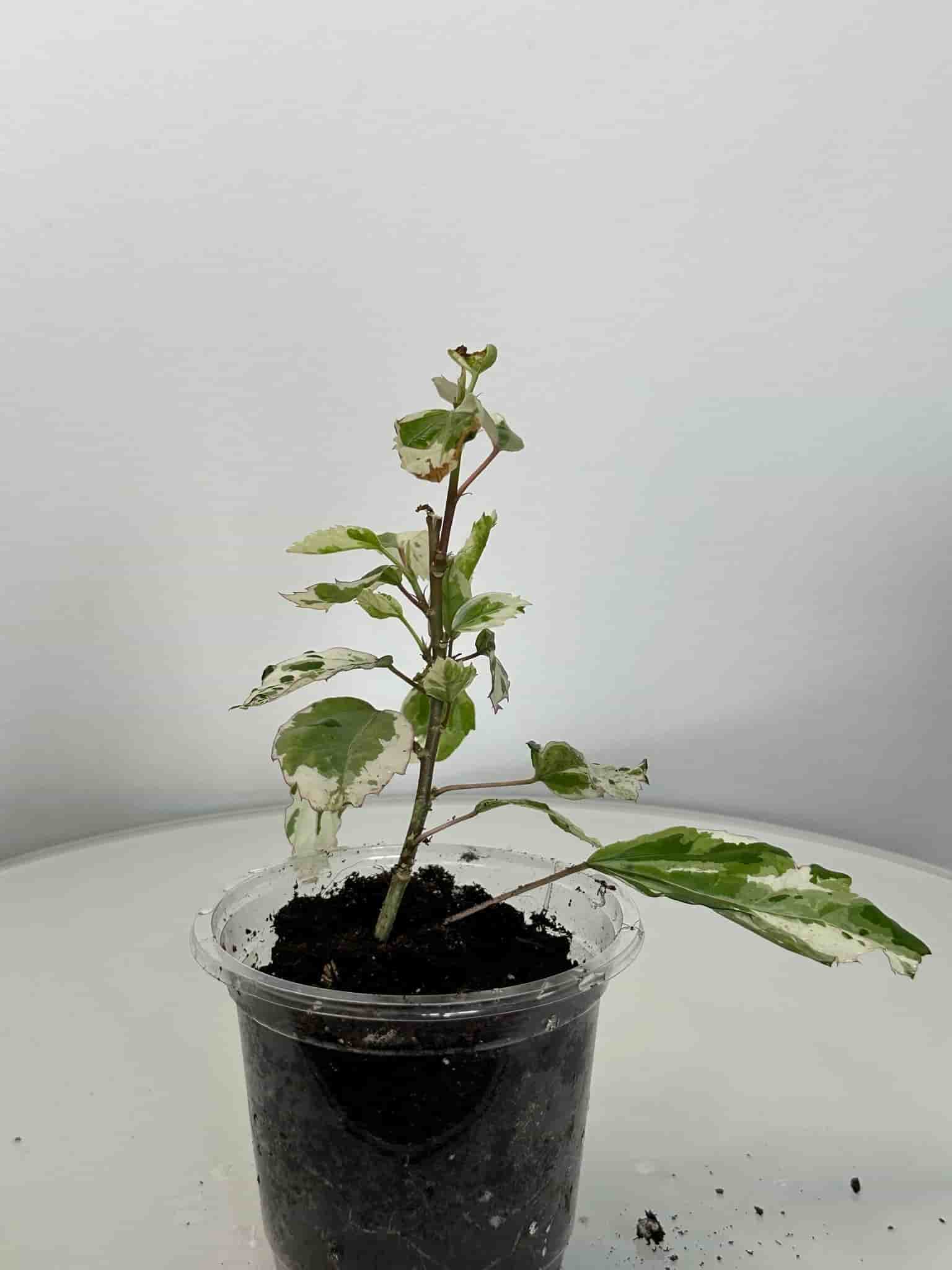 Hibiscus 'Snow Queen'