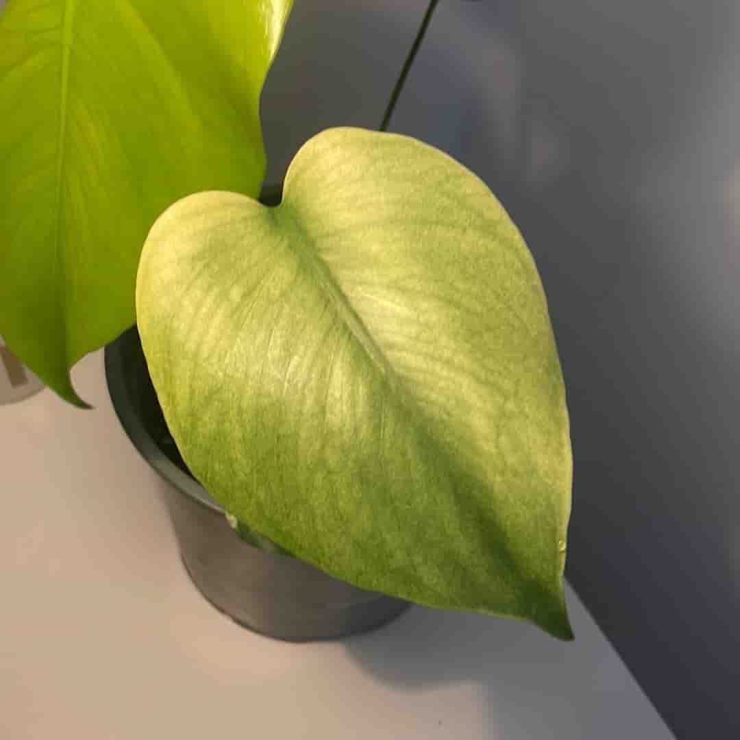 Monstera noid mint ej tc plant