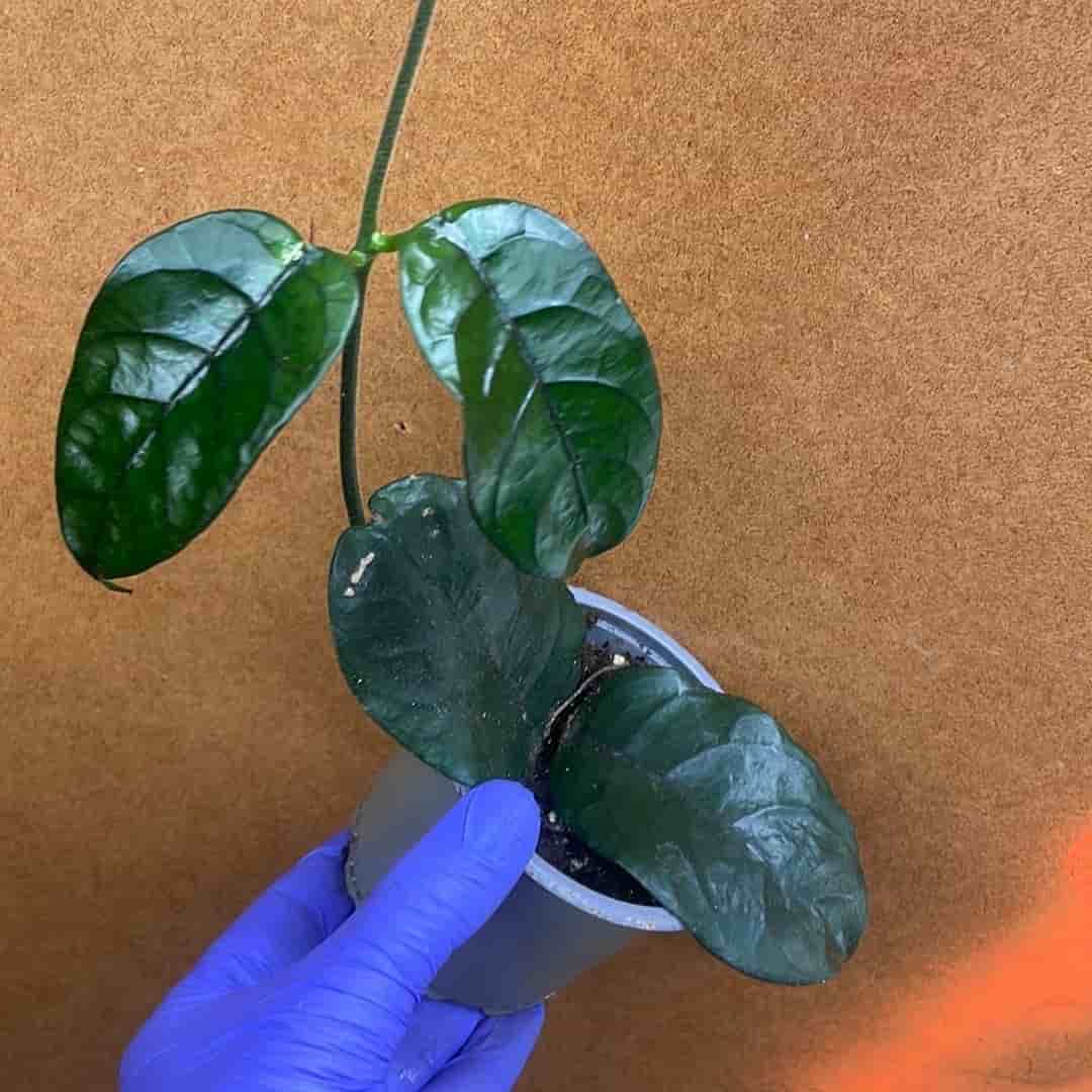 Hoya globulosa vilosa