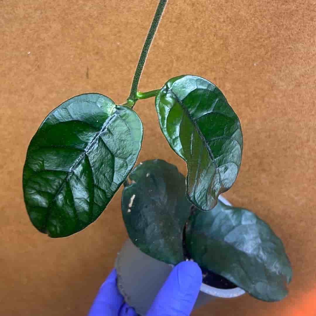 Hoya globulosa vilosa