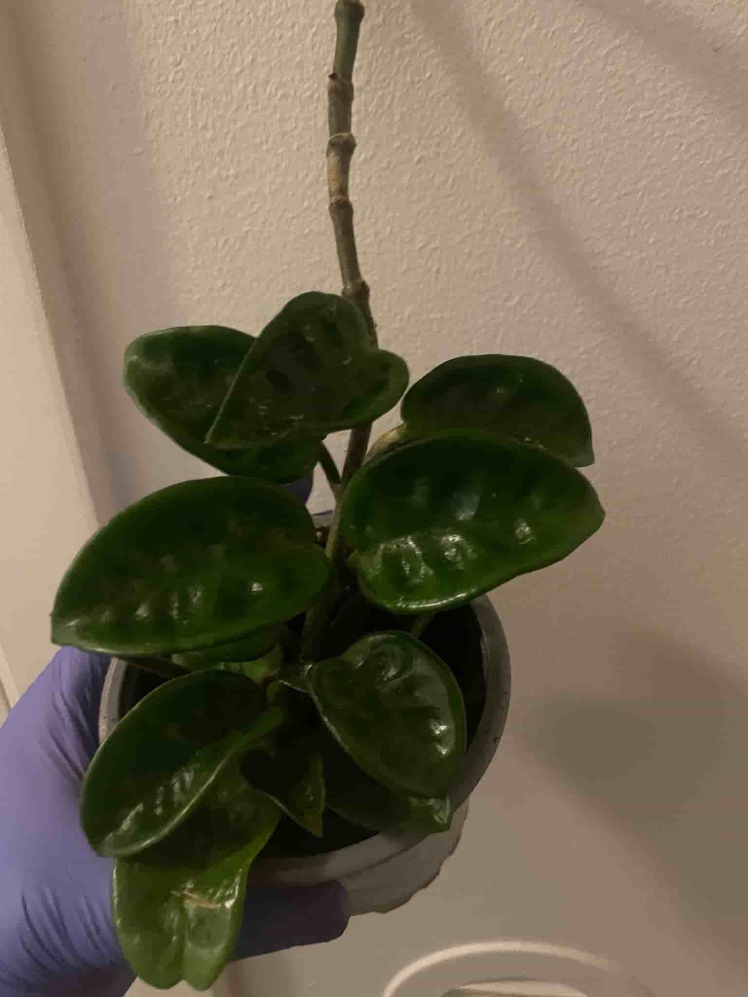 Hoya carnosa ’Krinkle