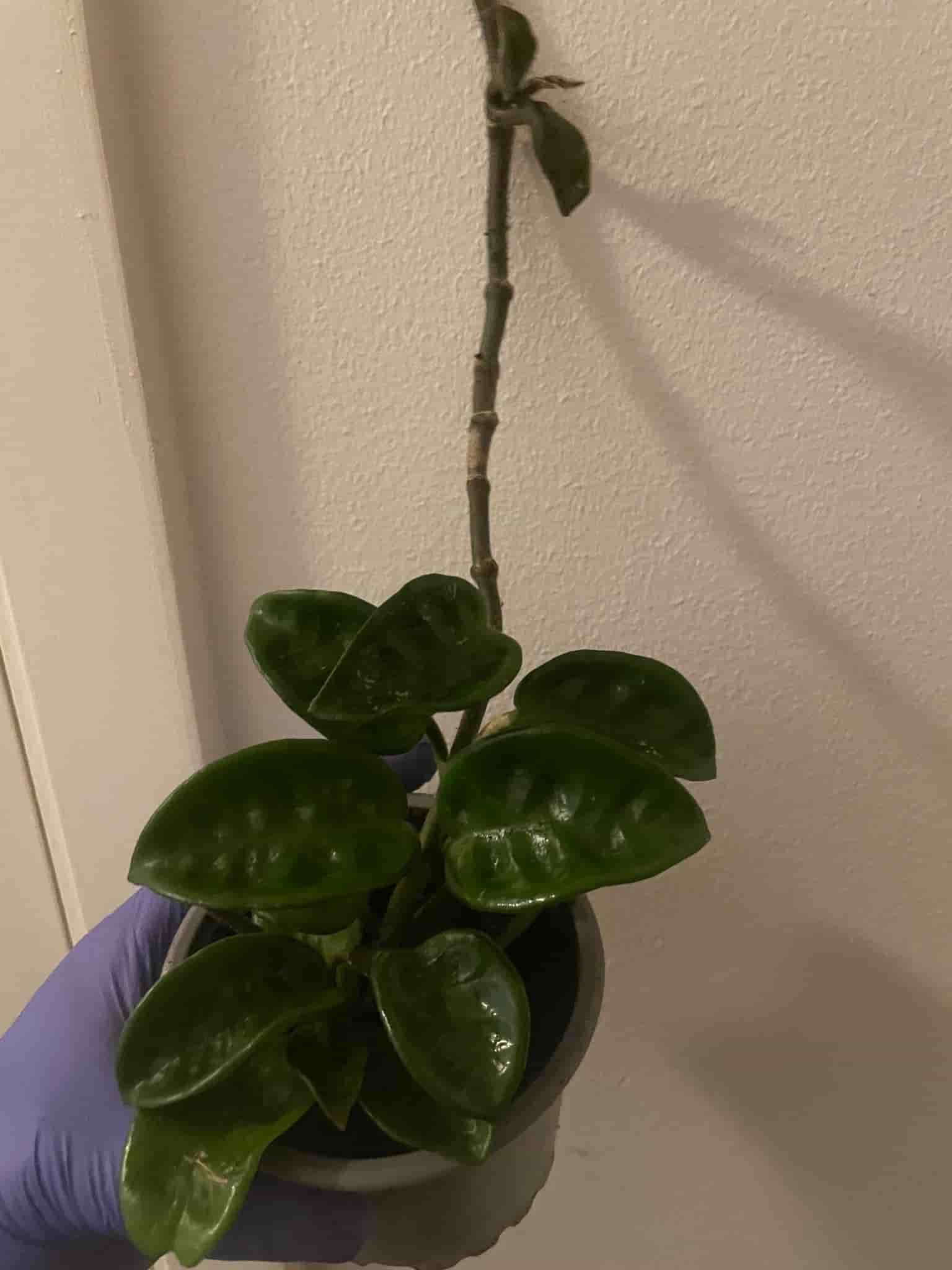 Hoya carnosa ’Krinkle