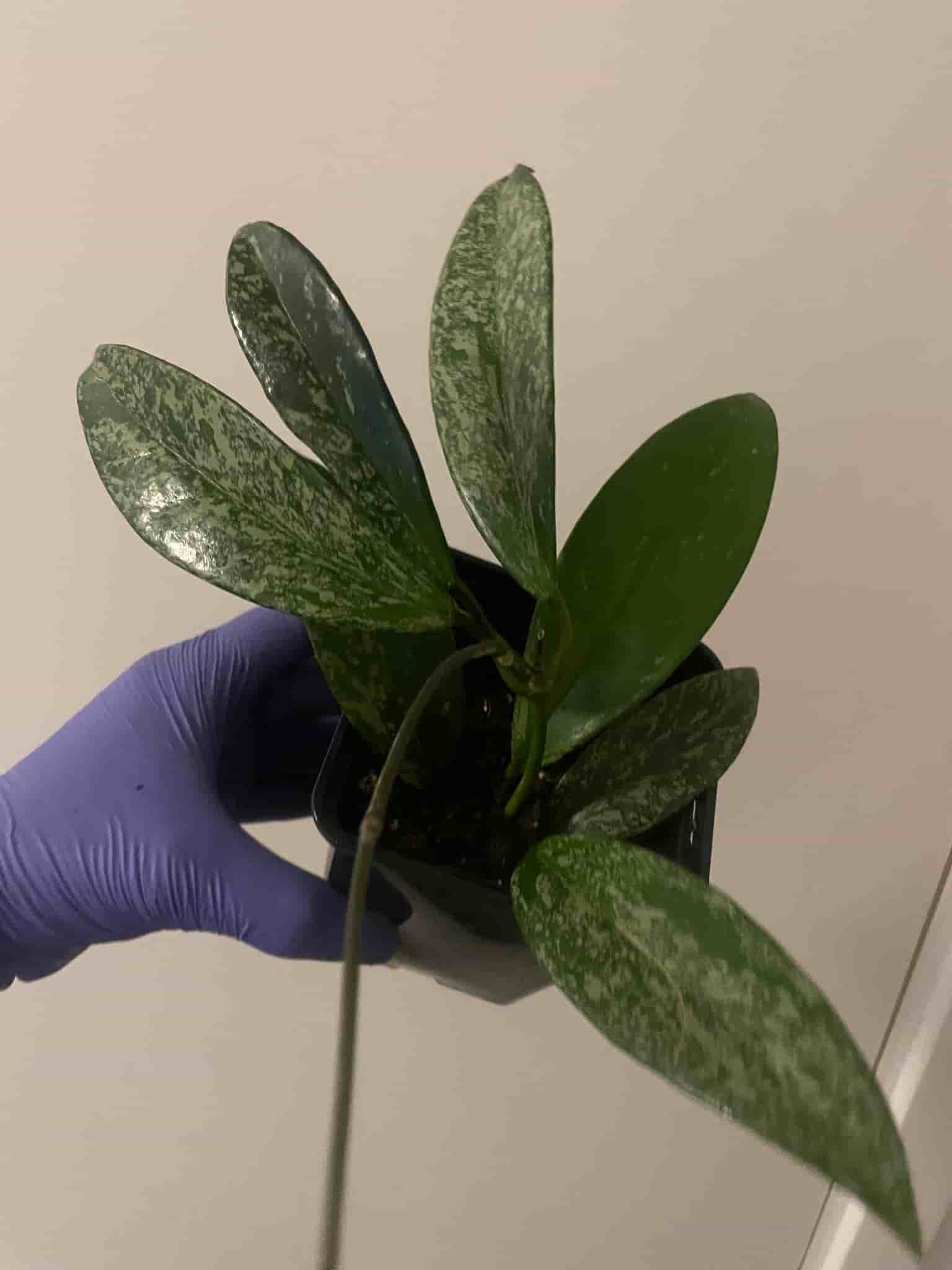 Hoya pubicalyx 'Silver Spot'