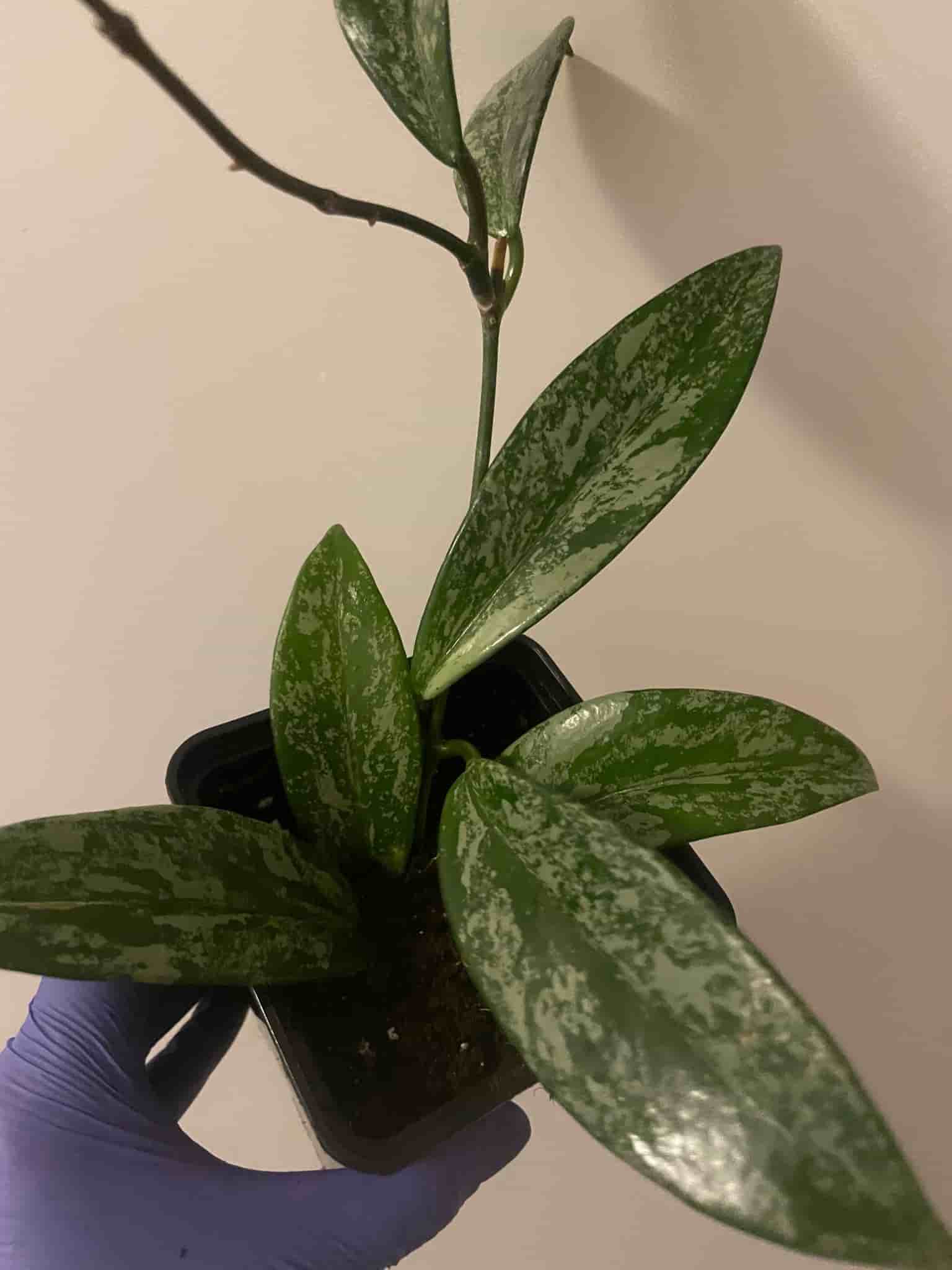 Hoya pubicalyx 'Silver Spot'