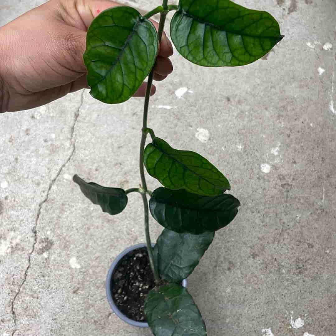 Hoya globulosa vilosa