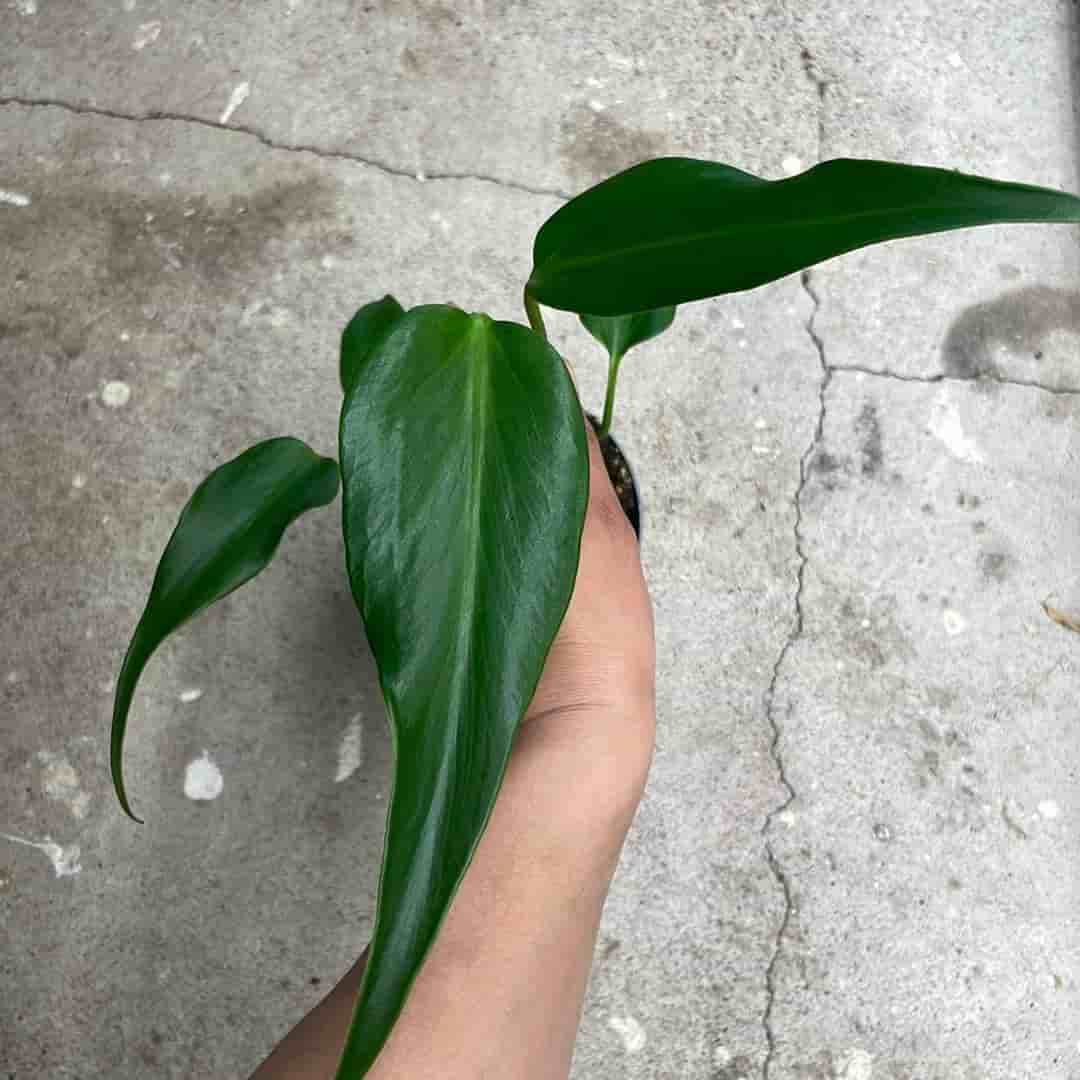 Monstera burle marx flame 🪴💚