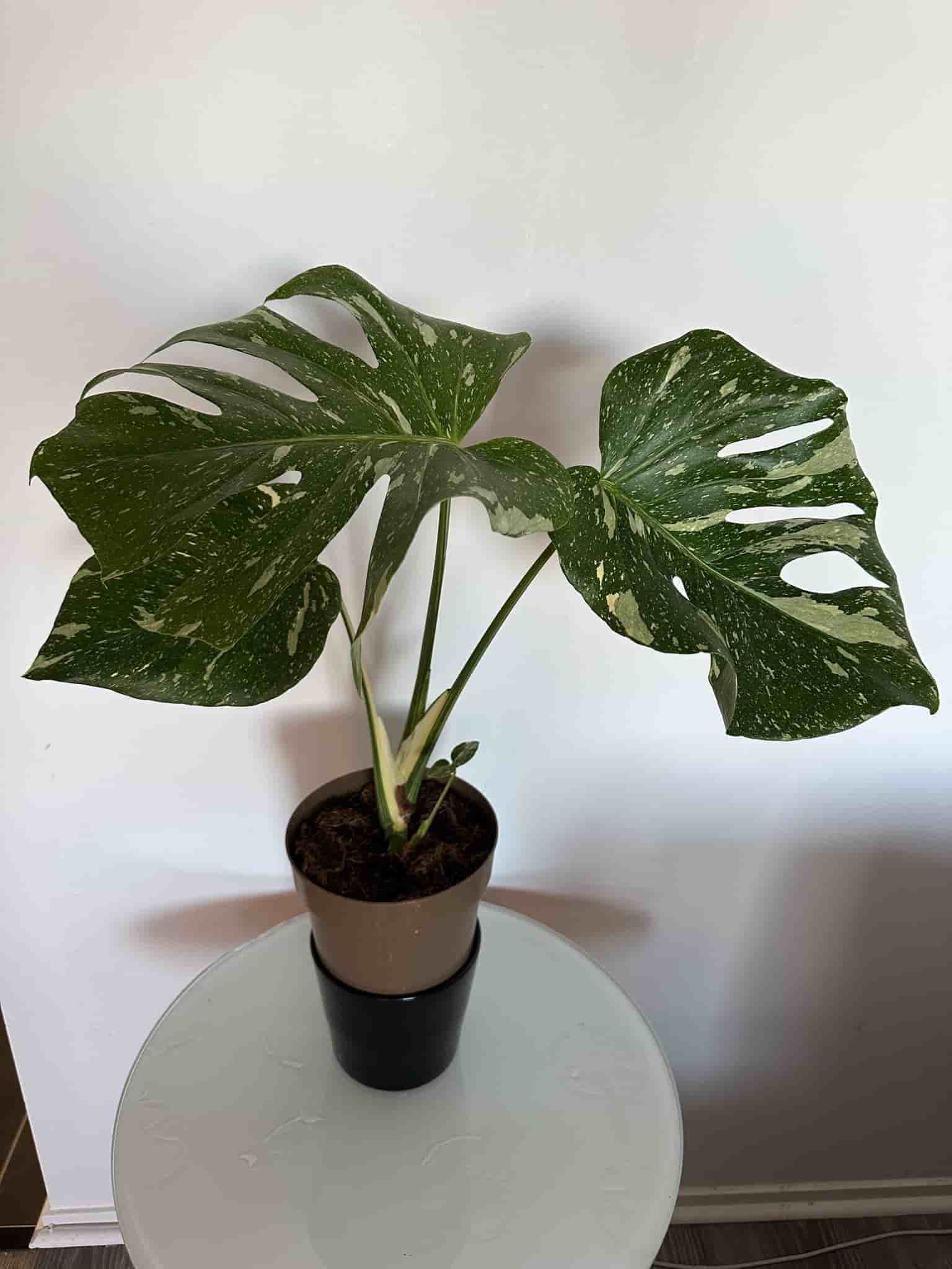 Monstera Thai Constellation