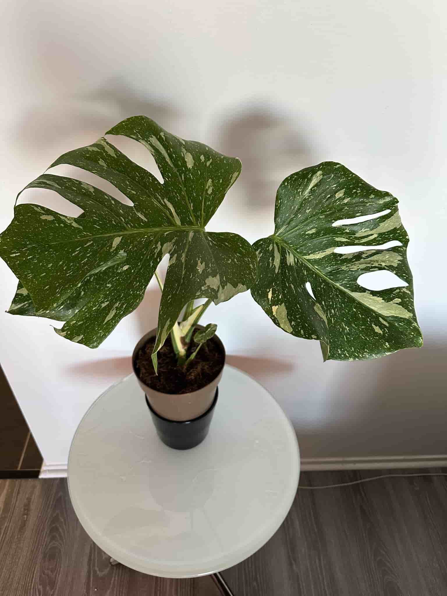 Monstera Thai Constellation