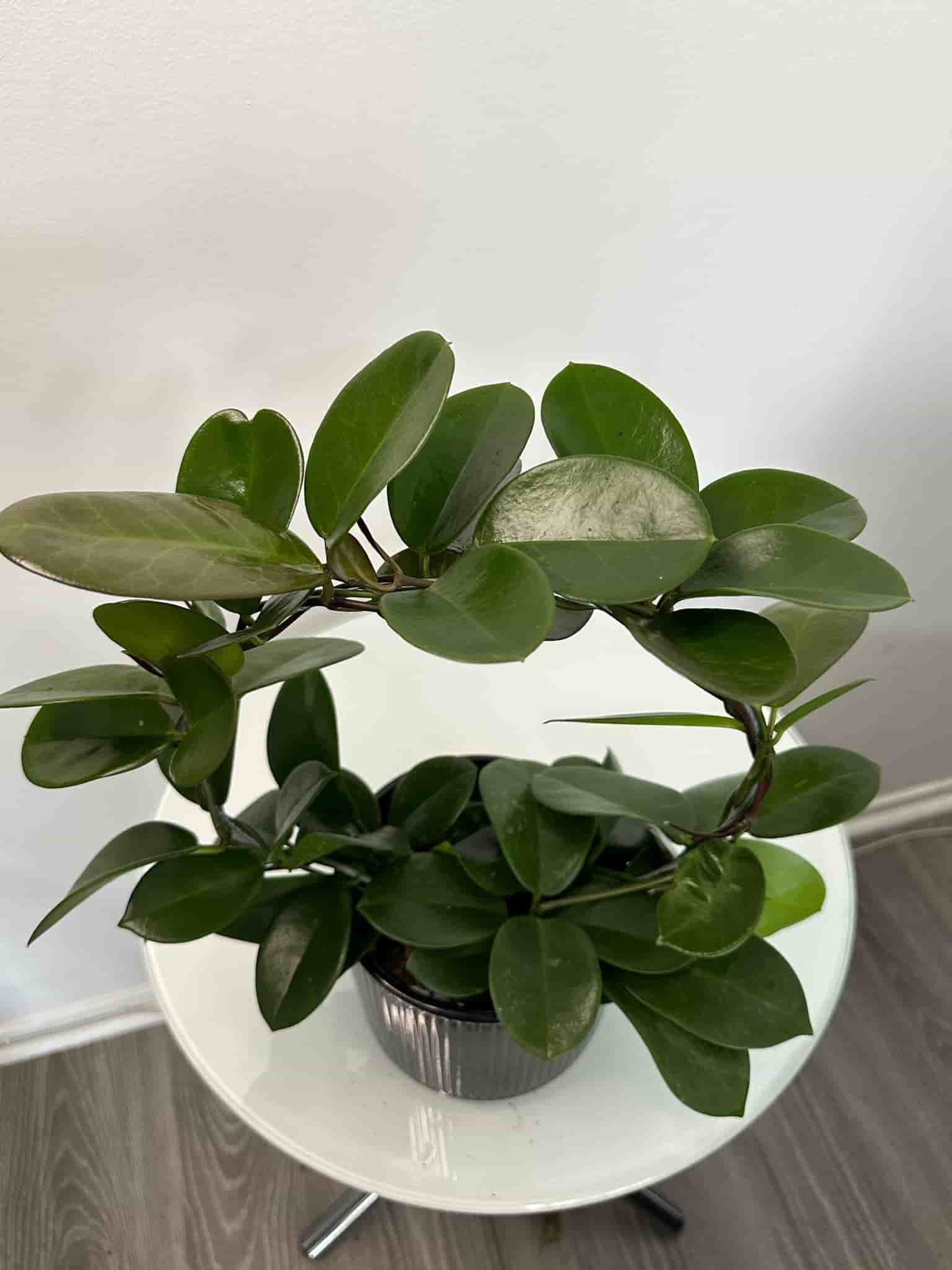 Hoya carnosa