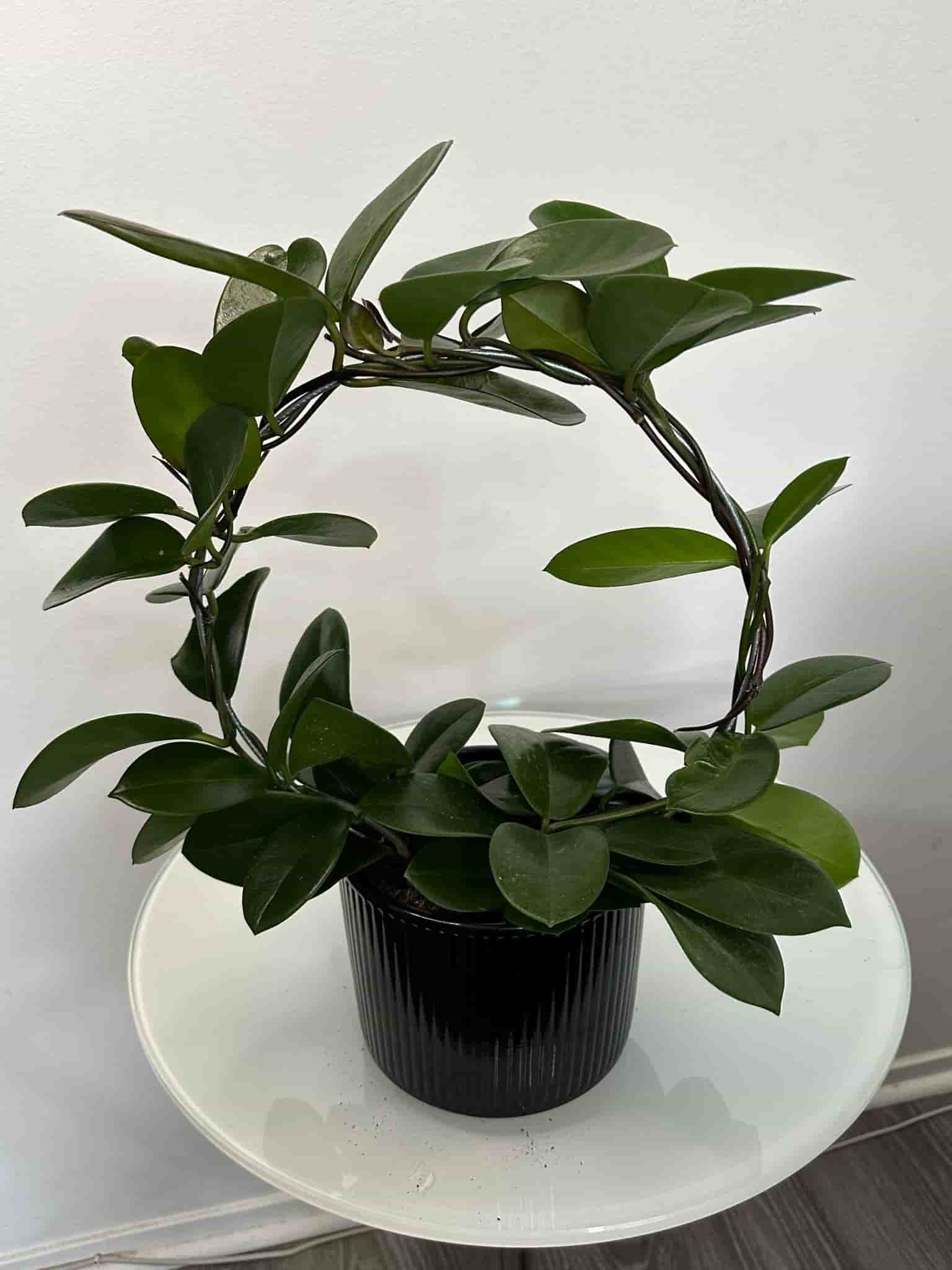 Hoya carnosa